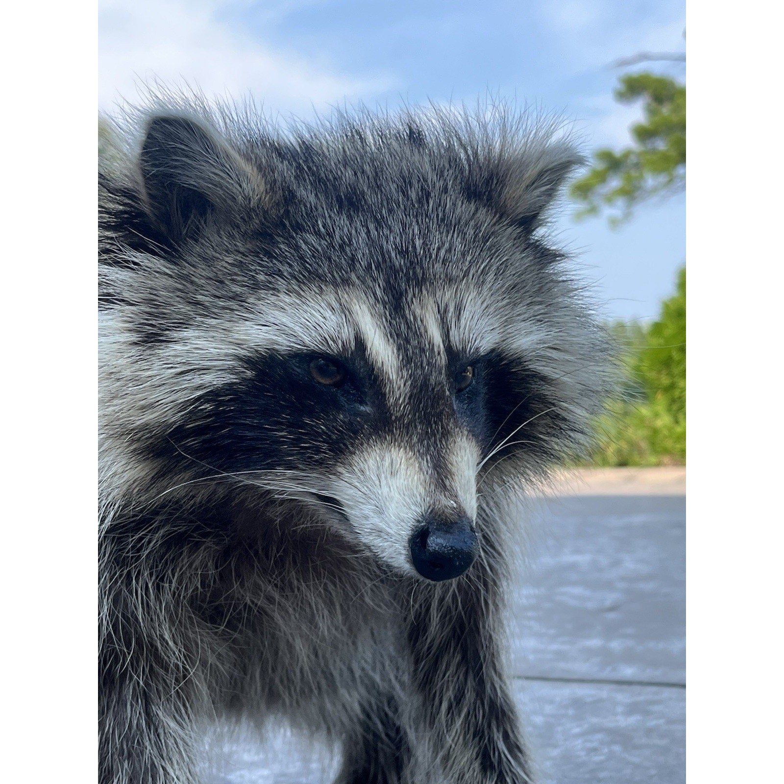 FHWL178 -Jimothy Fat Raccoon Taxidermy Mount
