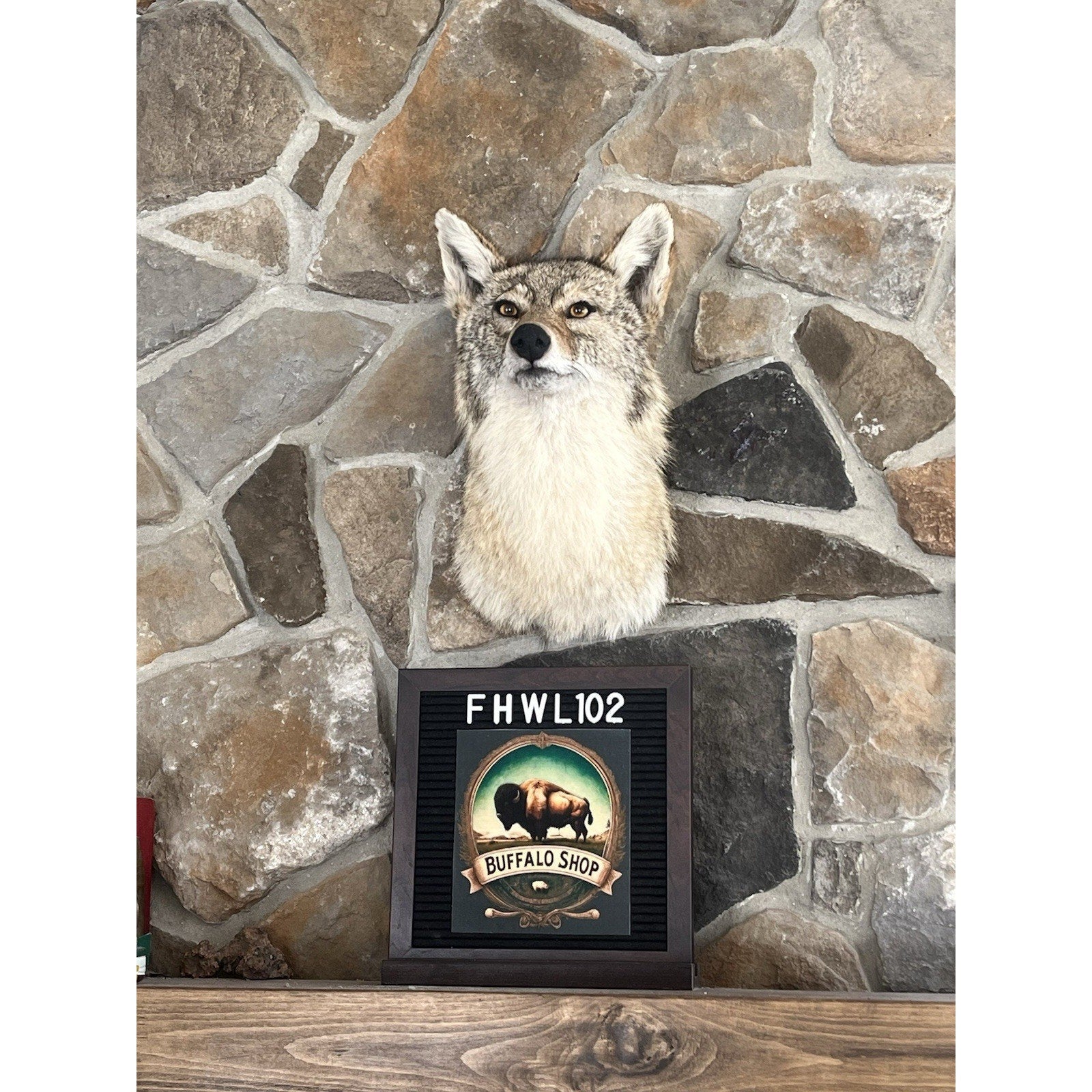 FHWL102 - Coyote Shoulder Museum Quality mount Taxidermy