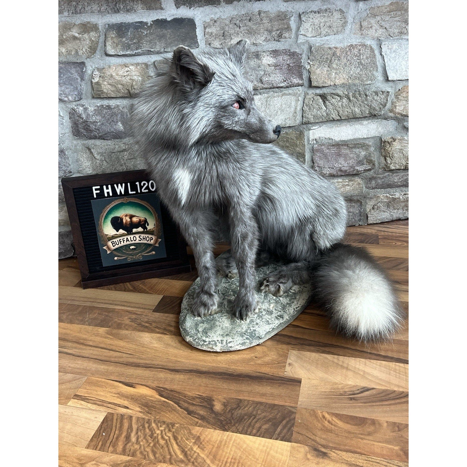 FHWL120 - Grey Ranch Fox Taxidermy Full Body Mount