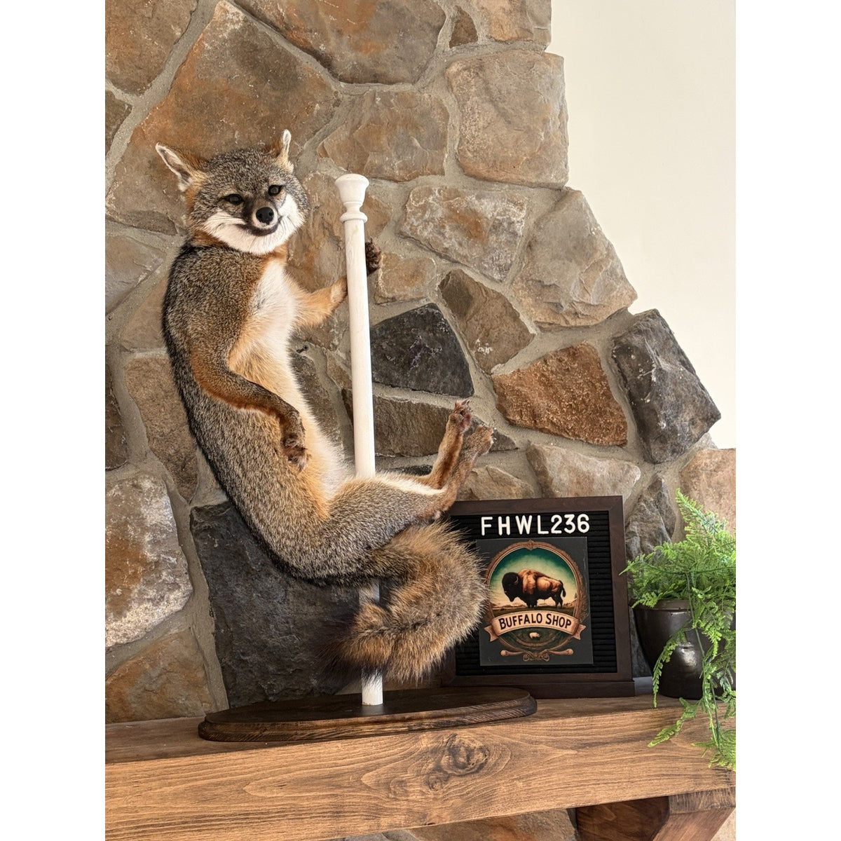 FHWL236- Grey Fox Taxidermy Full Body Mount Cabin Camp Man Cave