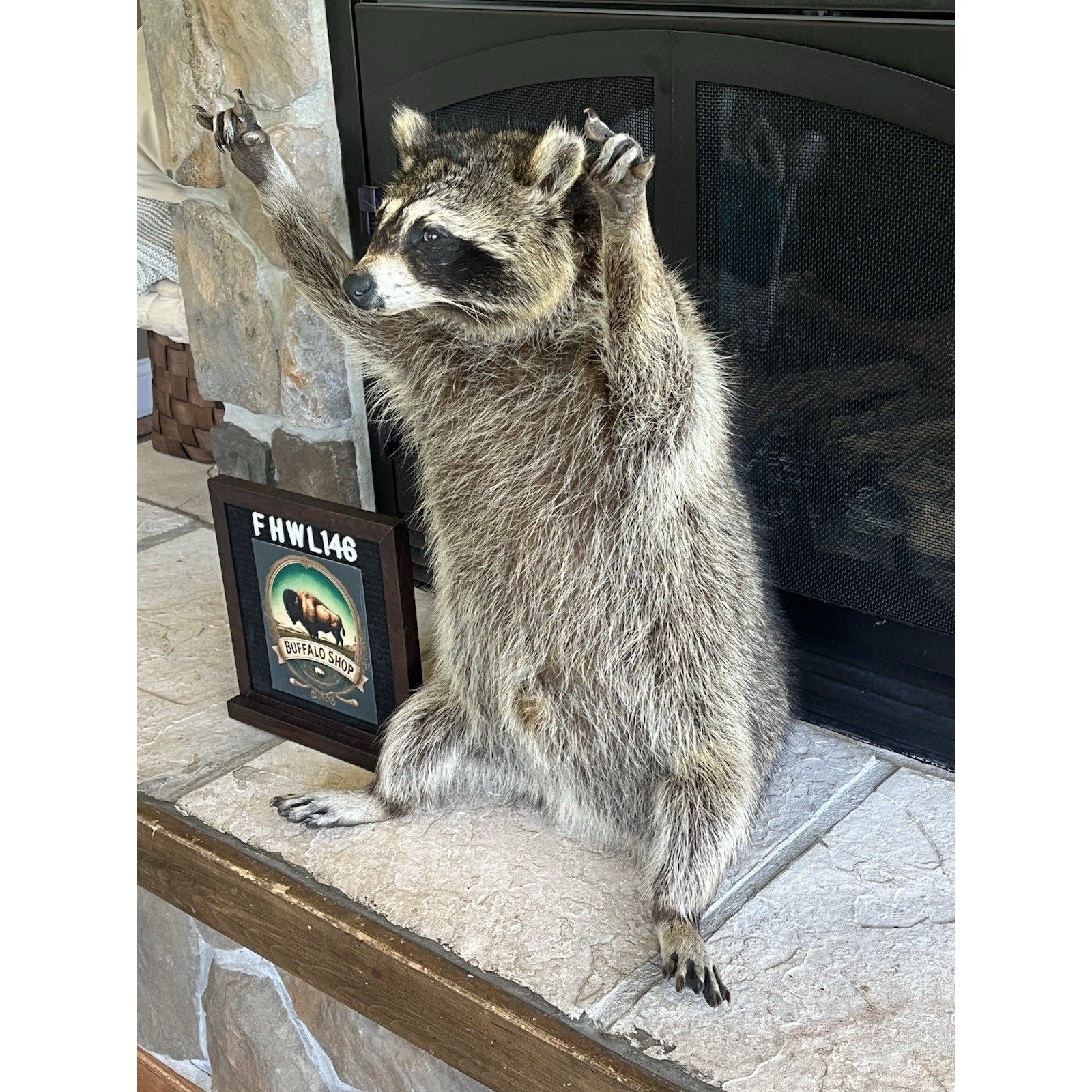FHWL146- Fat Raccoon Taxidermy Mount