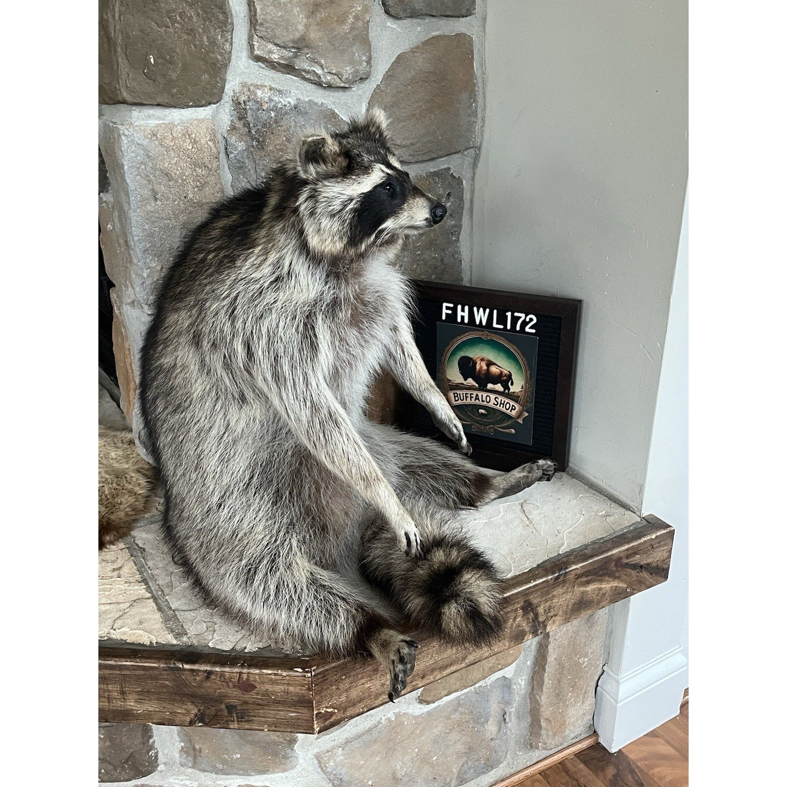 FHWL172 -premium Fat Raccoon Taxidermy Mount