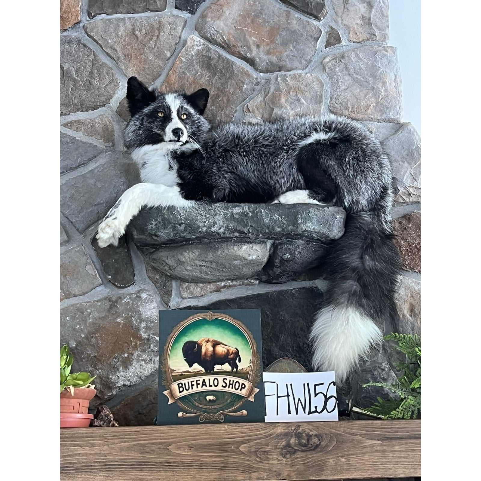 FHWL56 - Beautiful Black & White Fox Taxidermy Full Body Mount