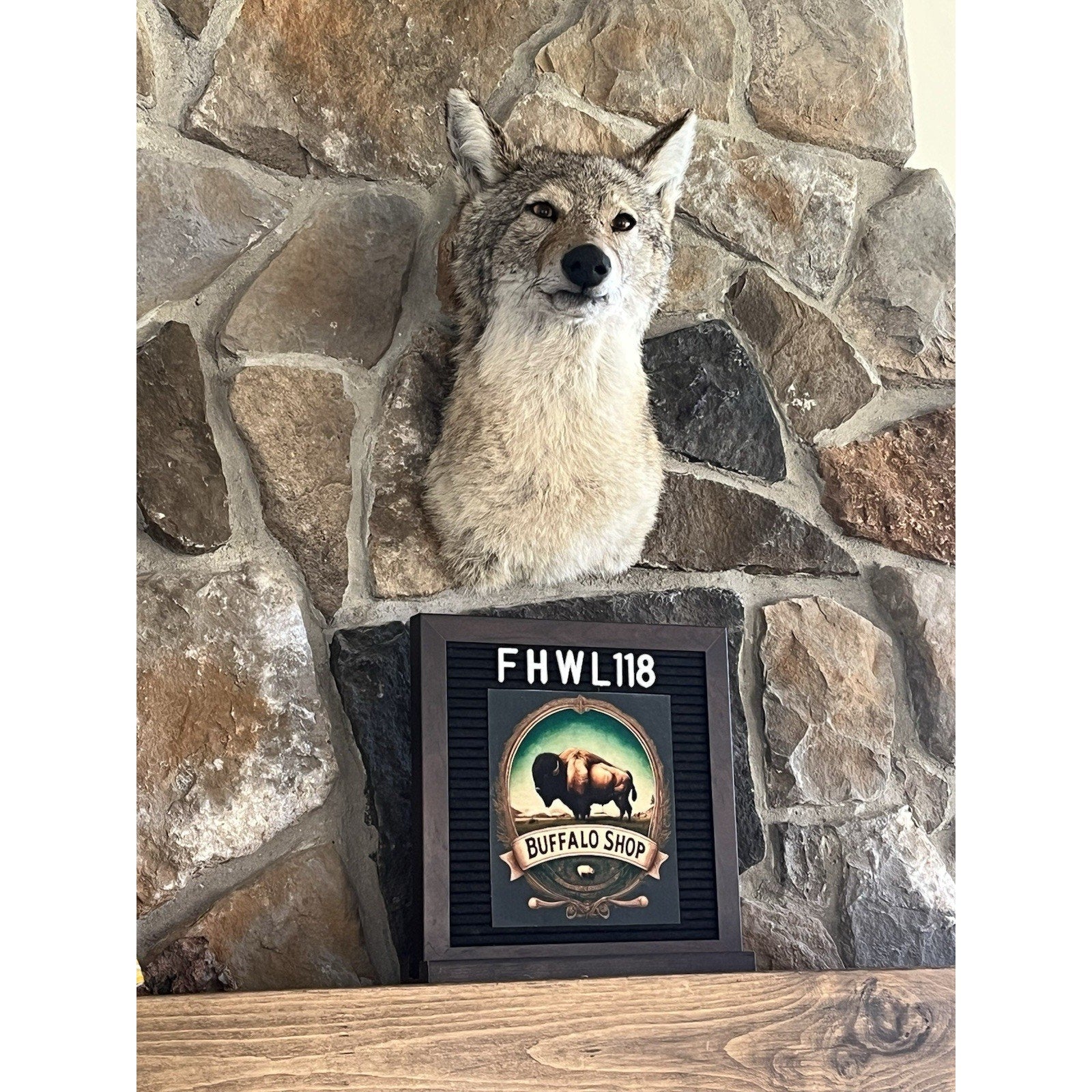 FHWL118 - Coyote Shoulder Museum Quality mount Taxidermy (slight Right)