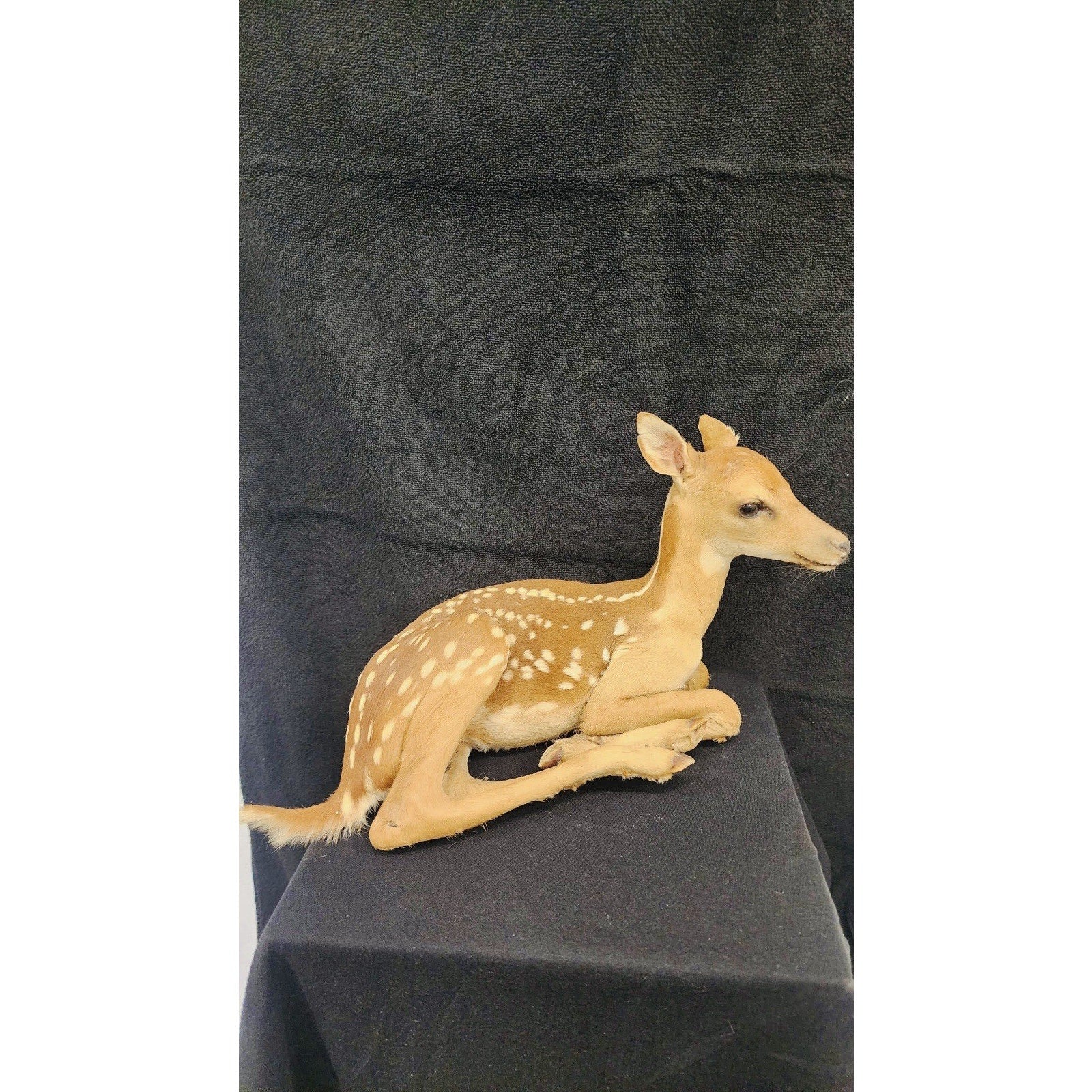 FHFAWNBRAD1- Baby Deer Fawn tiny taxidermy mount