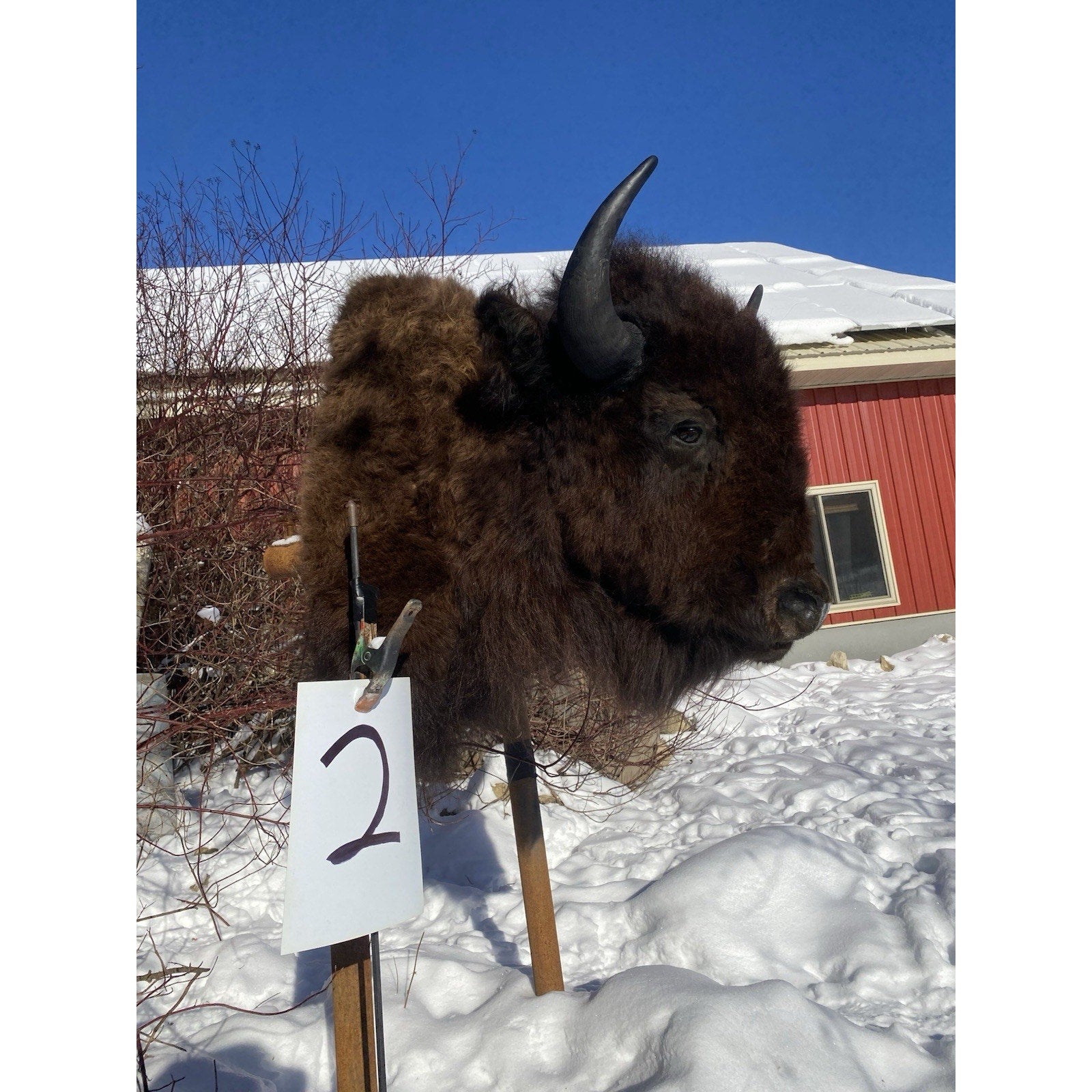 FHDARDEC2 - Real North American Buffalo / Bison Shoulder Taxidermy Mount New