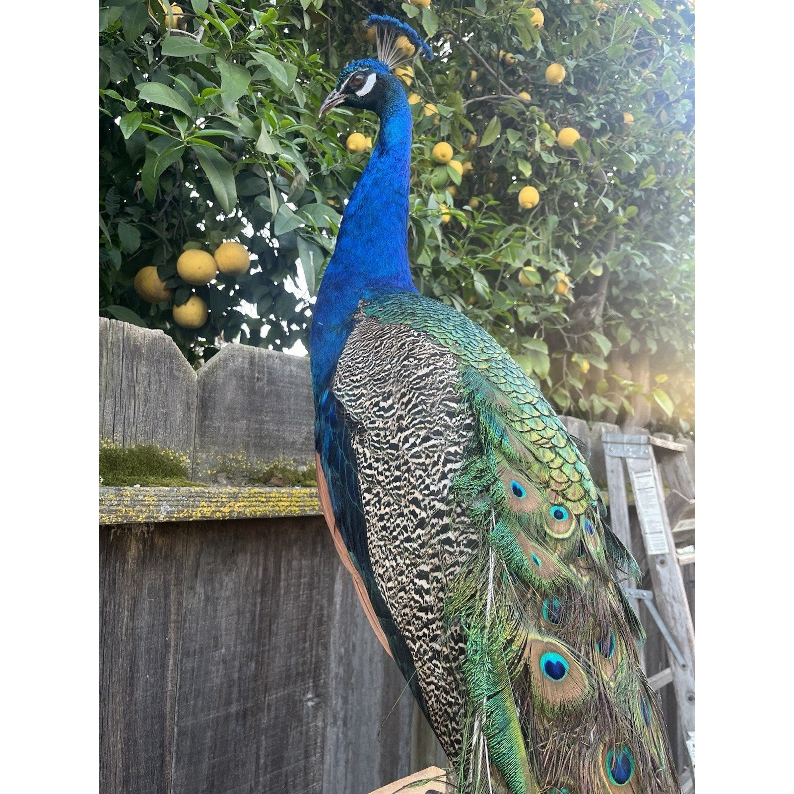 FHJOEL101 - India Blue Real PEACOCK Taxidermy Mount museum quality