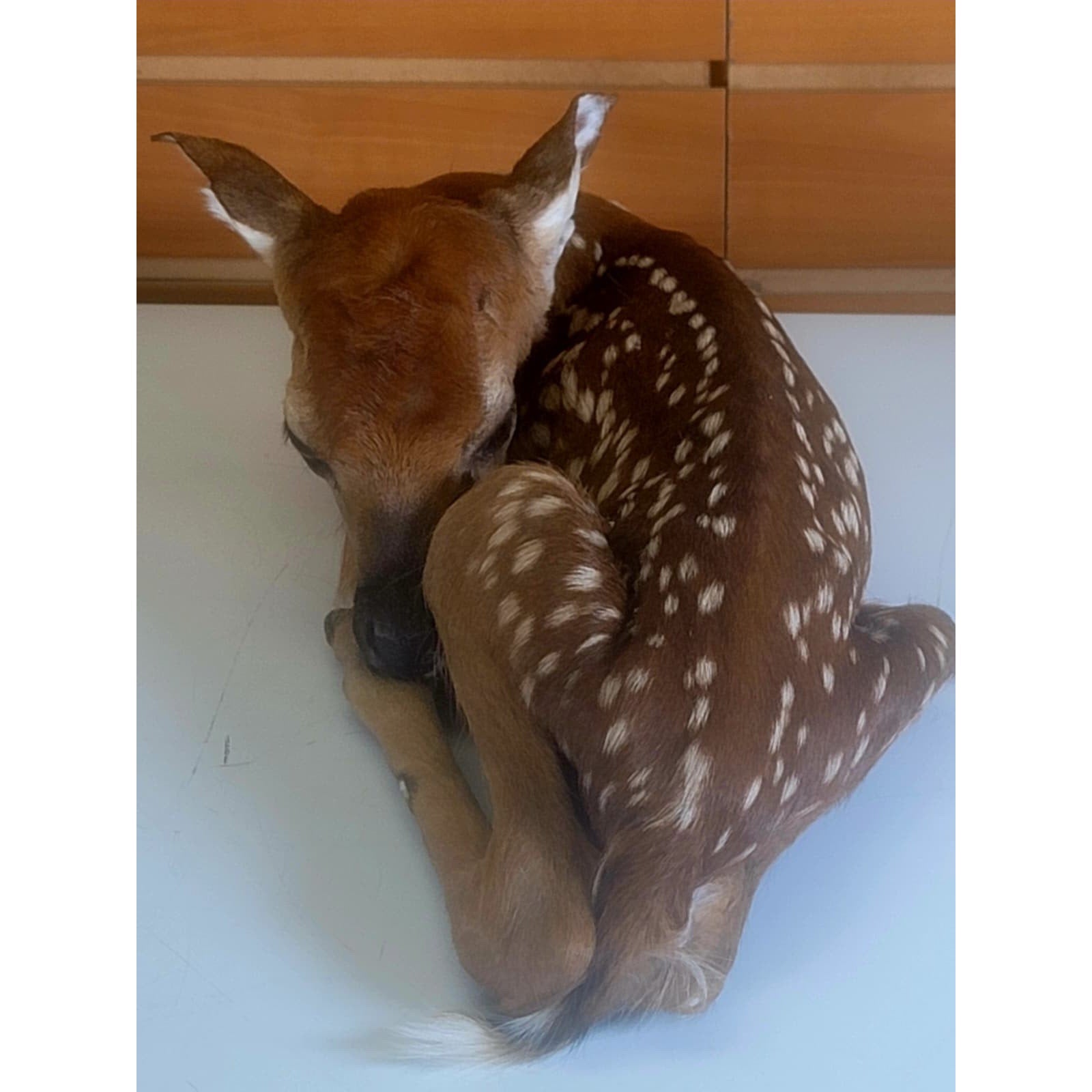 FHBARN2- Fawn Lifesize Taxidermy Mount