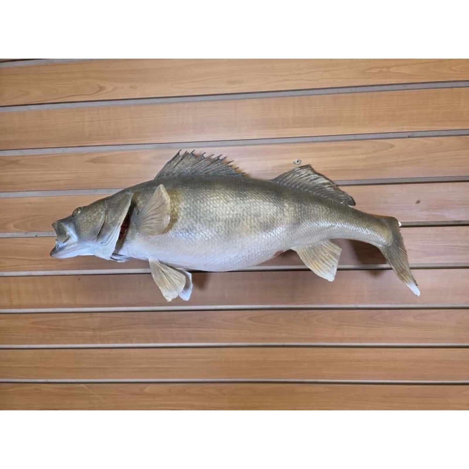 JTV217 - Real Skin Walleye Fish Taxidermy Mount 25”