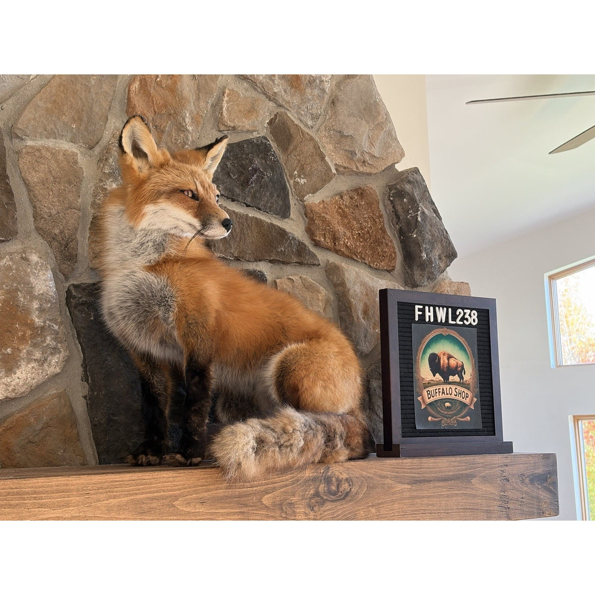FHWL238 - Red Fox Taxidermy Stripper Dancing Full Body Mount