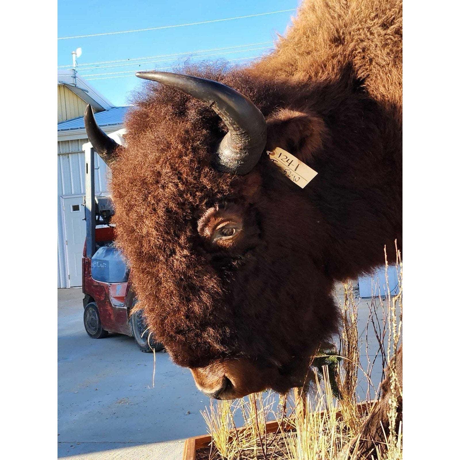 FHCM775 - Massive Buffalo Bison Taxidermy Half mount Bull