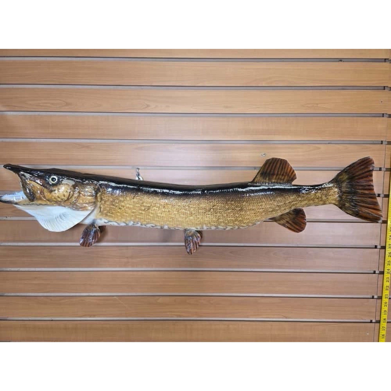 JTV221 - 36” Northern Fish Real Skin Taxidermy Mount
