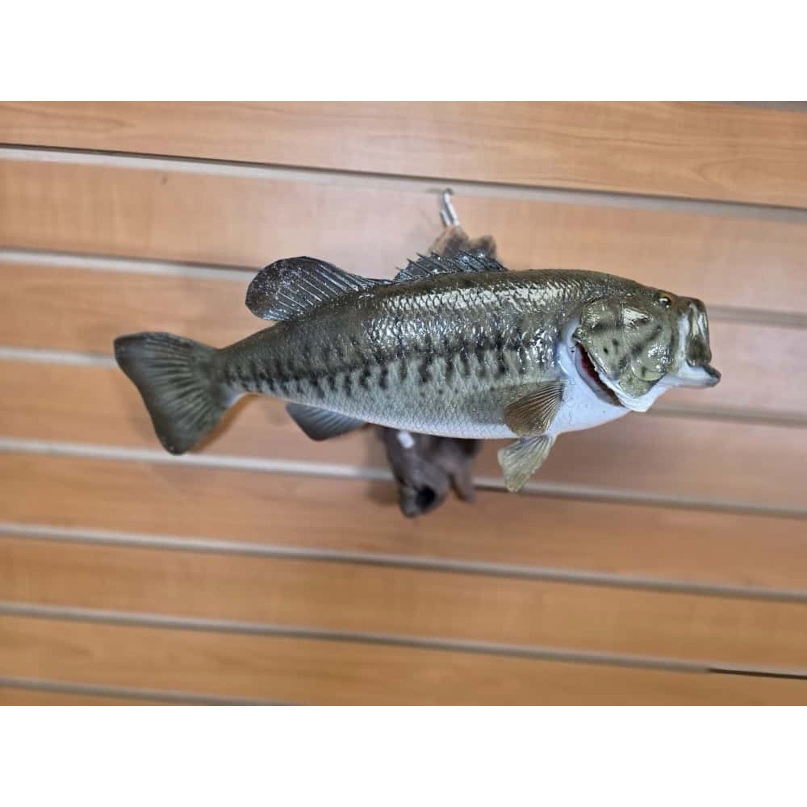 JTV209 - Bass. 17" Real Skin Fish Taxidermy Mount