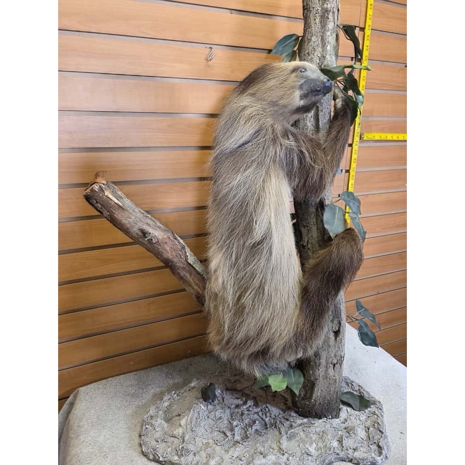 FHCM22 - New Adult crawling Sloth Taxidermy Mount Full Body