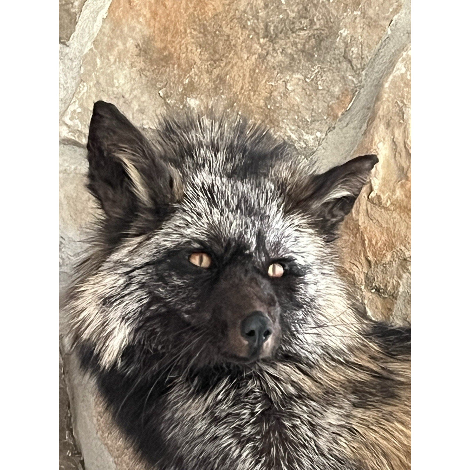 FHWL129 - Premium Silver Fox Taxidermy Full Body Mount