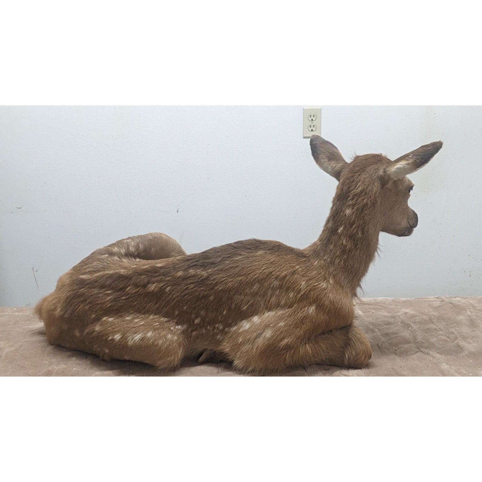 FHPATELK1 - Real Baby Elk Fawn Taxidermy Mount