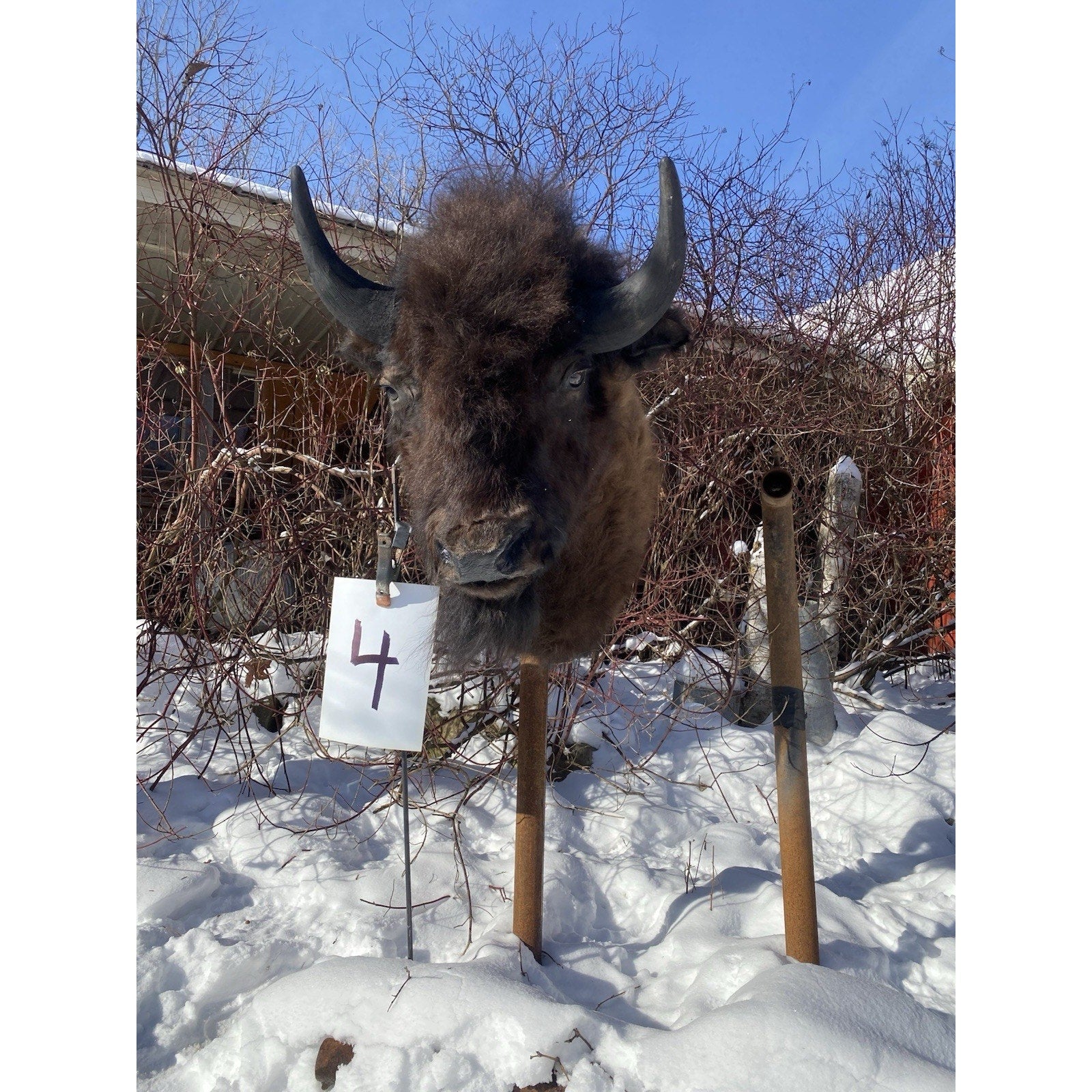 FHDARDEC4 - Real North American Buffalo / Bison Shoulder Taxidermy Mount New