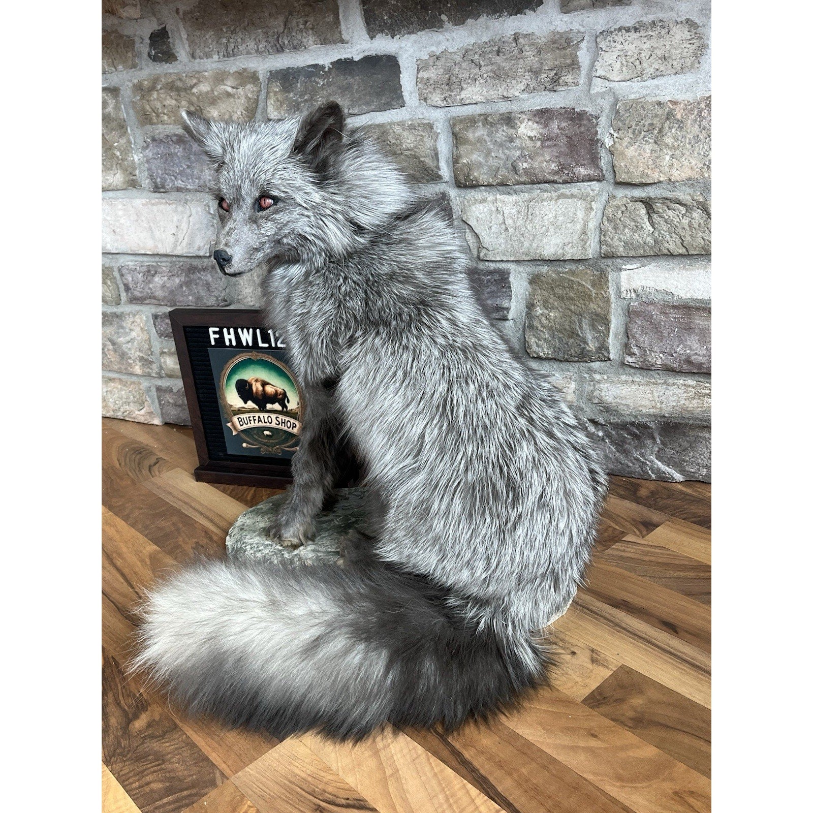 FHWL120 - Grey Ranch Fox Taxidermy Full Body Mount