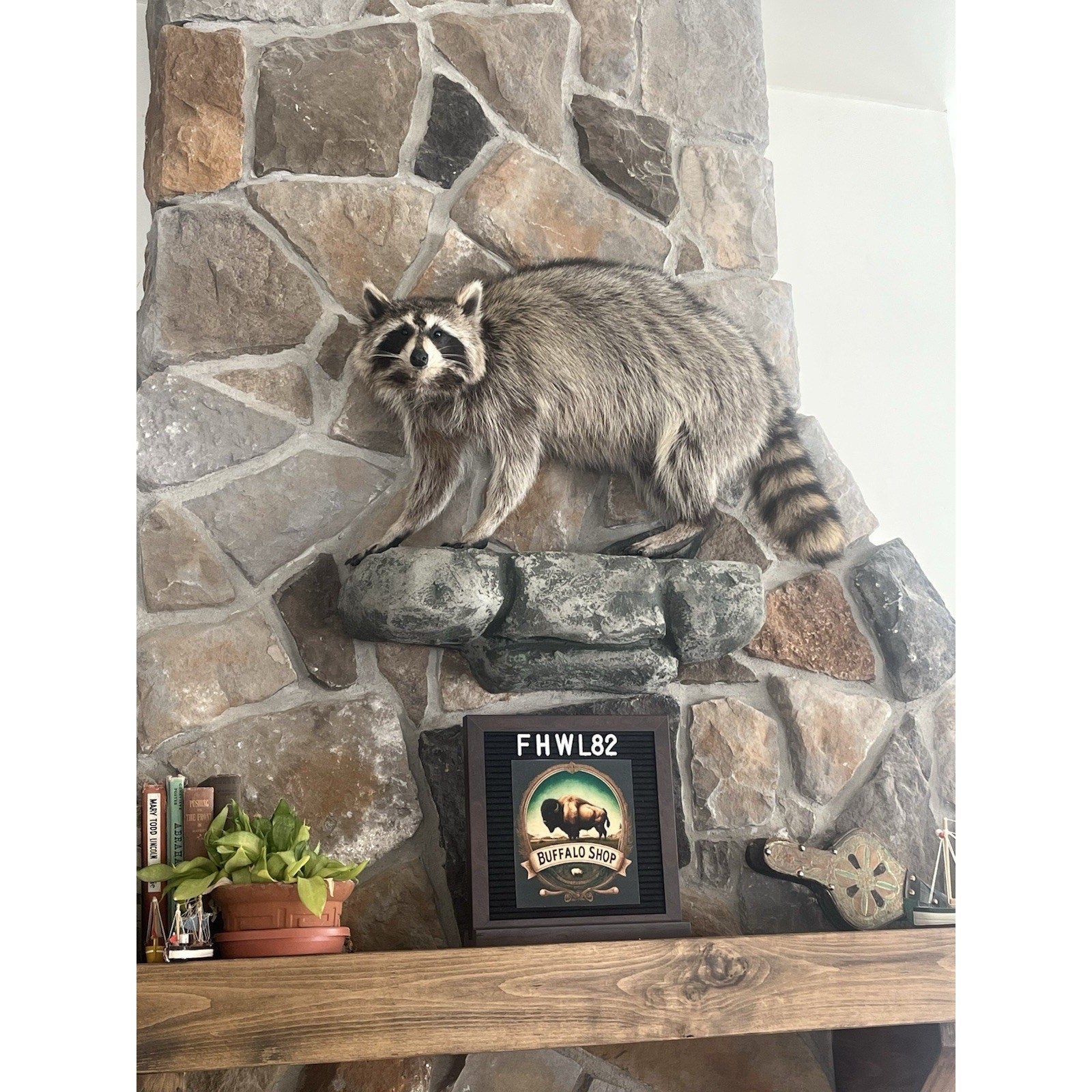 FHWL82 - Fat Raccoon Taxidermy Mount