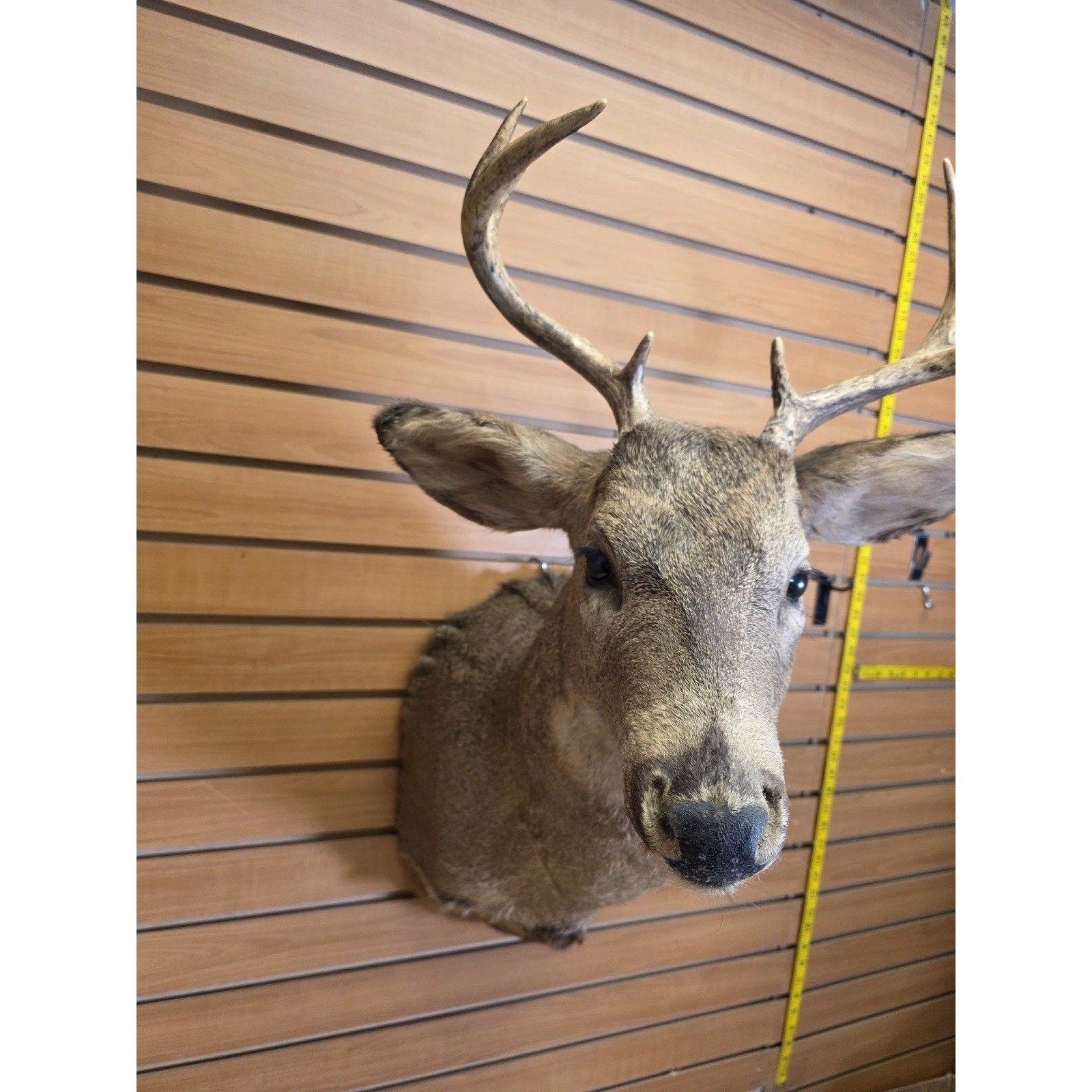 FHMN14- Whitetail Deer Real Antler Deer Taxidermy Mount