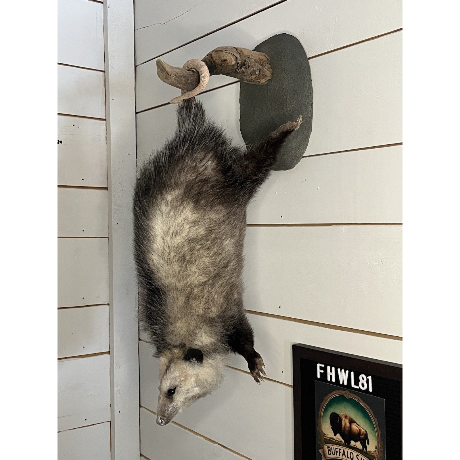 FHWL81 - Fat Opossum Hanging Taxidermy Full Body Mount