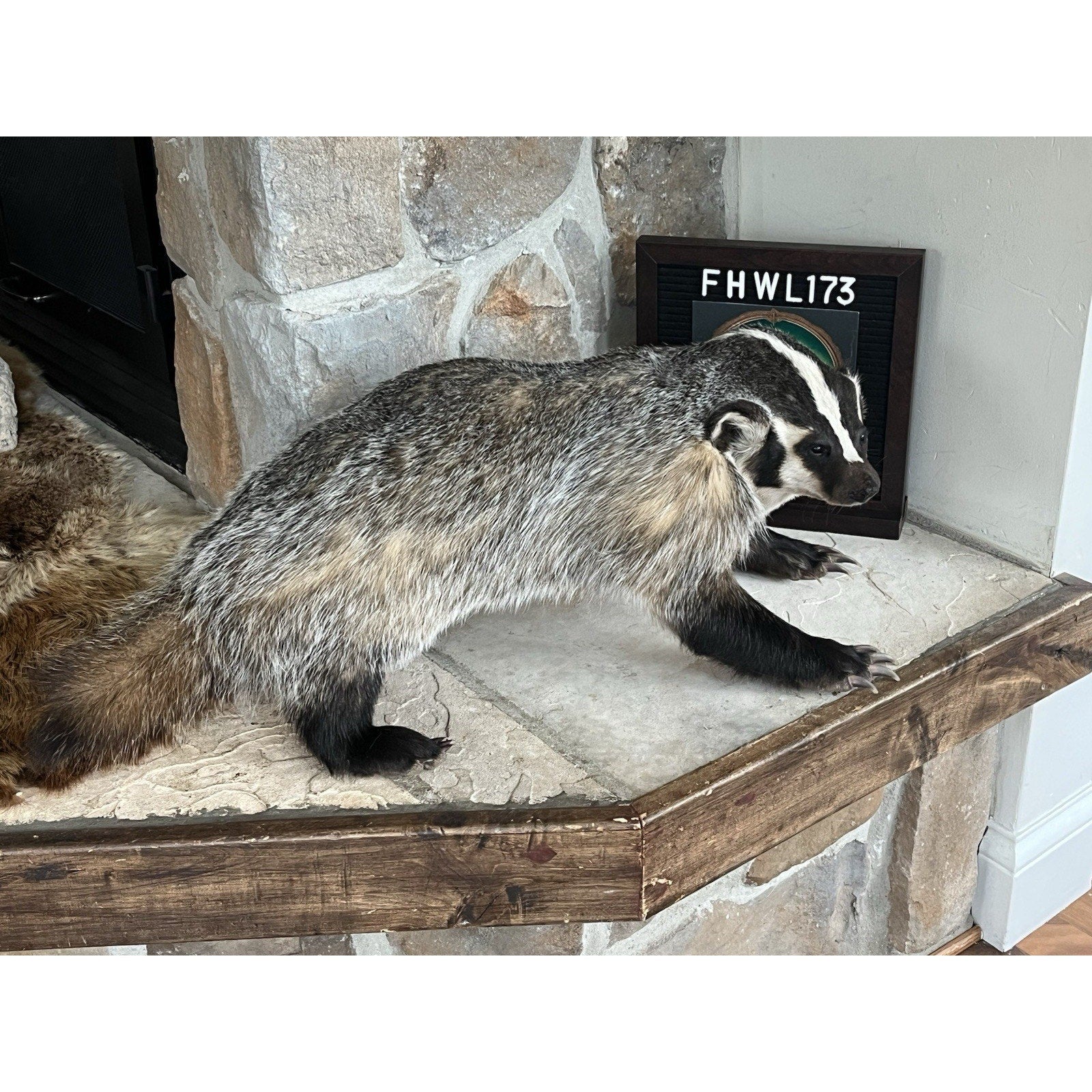 FHWL173- Fat Badger Taxidermy Mount