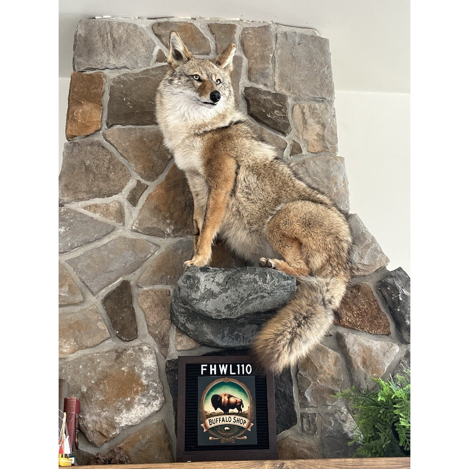 FHWL110 - Coyote Museum Quality Wall mount Taxidermy