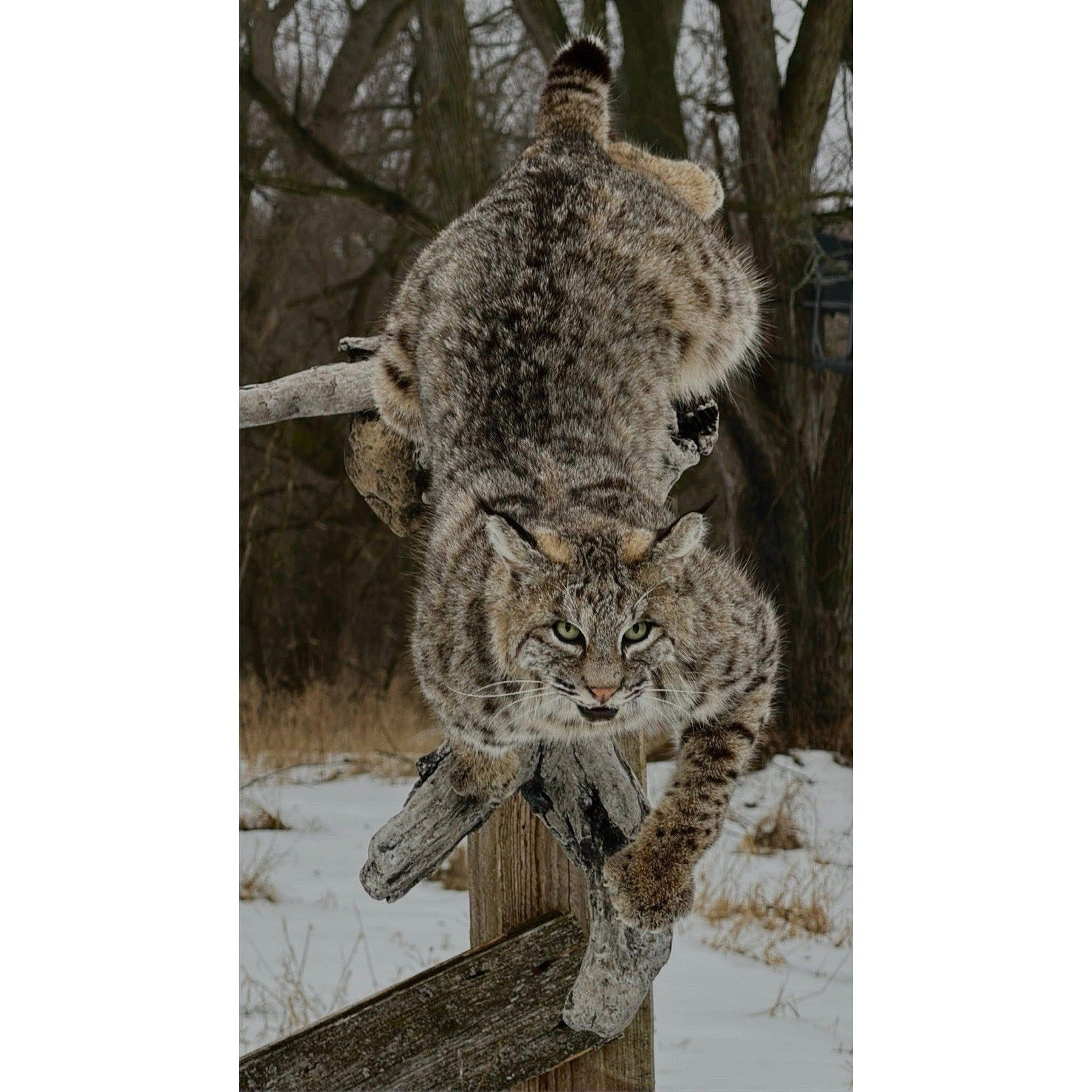 FHDOUG1 - Ultra Rare Blue Bobcat Full Body Taxidermy Mount
