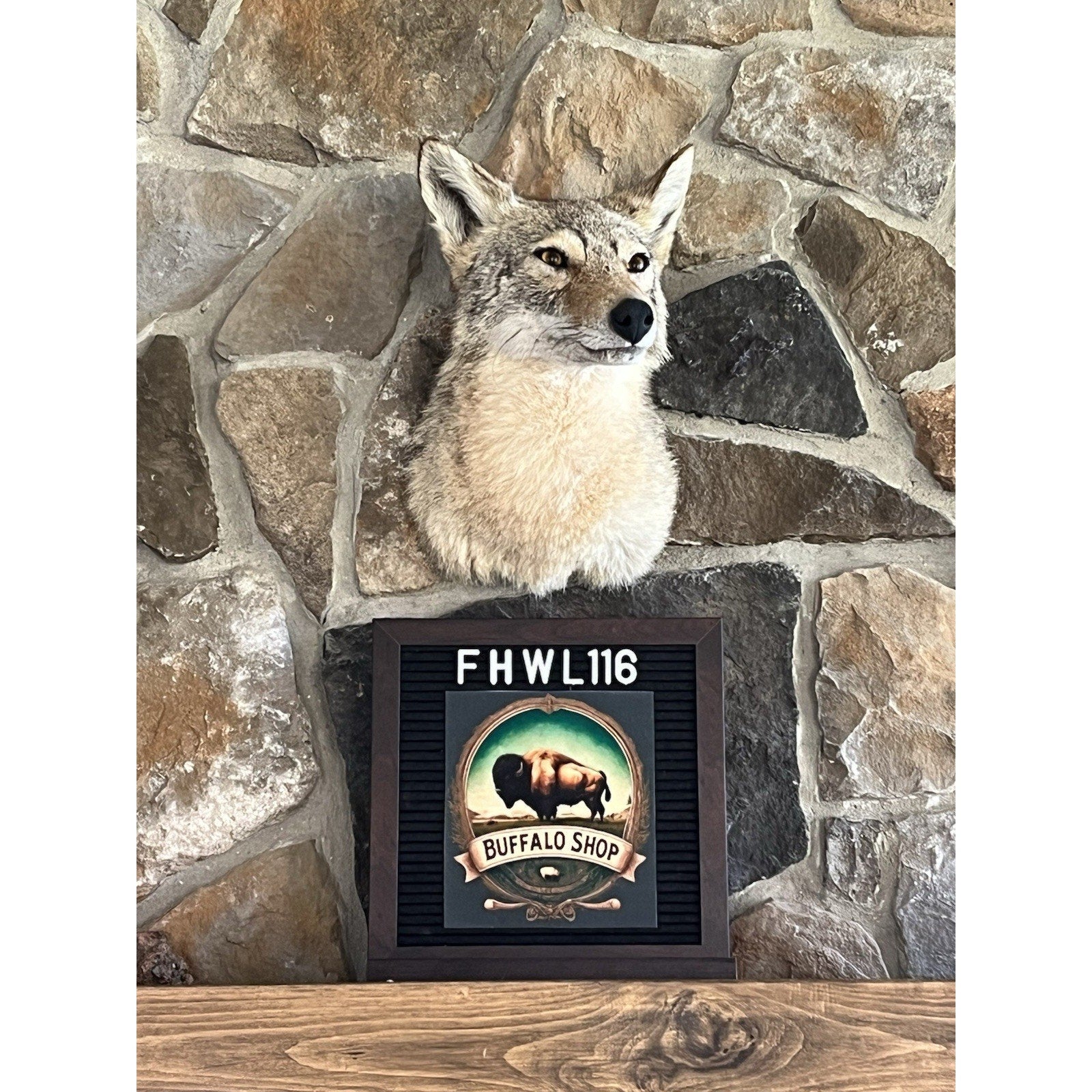 FHWL116 - Coyote Shoulder Museum Quality mount Taxidermy (slight Left Turn)