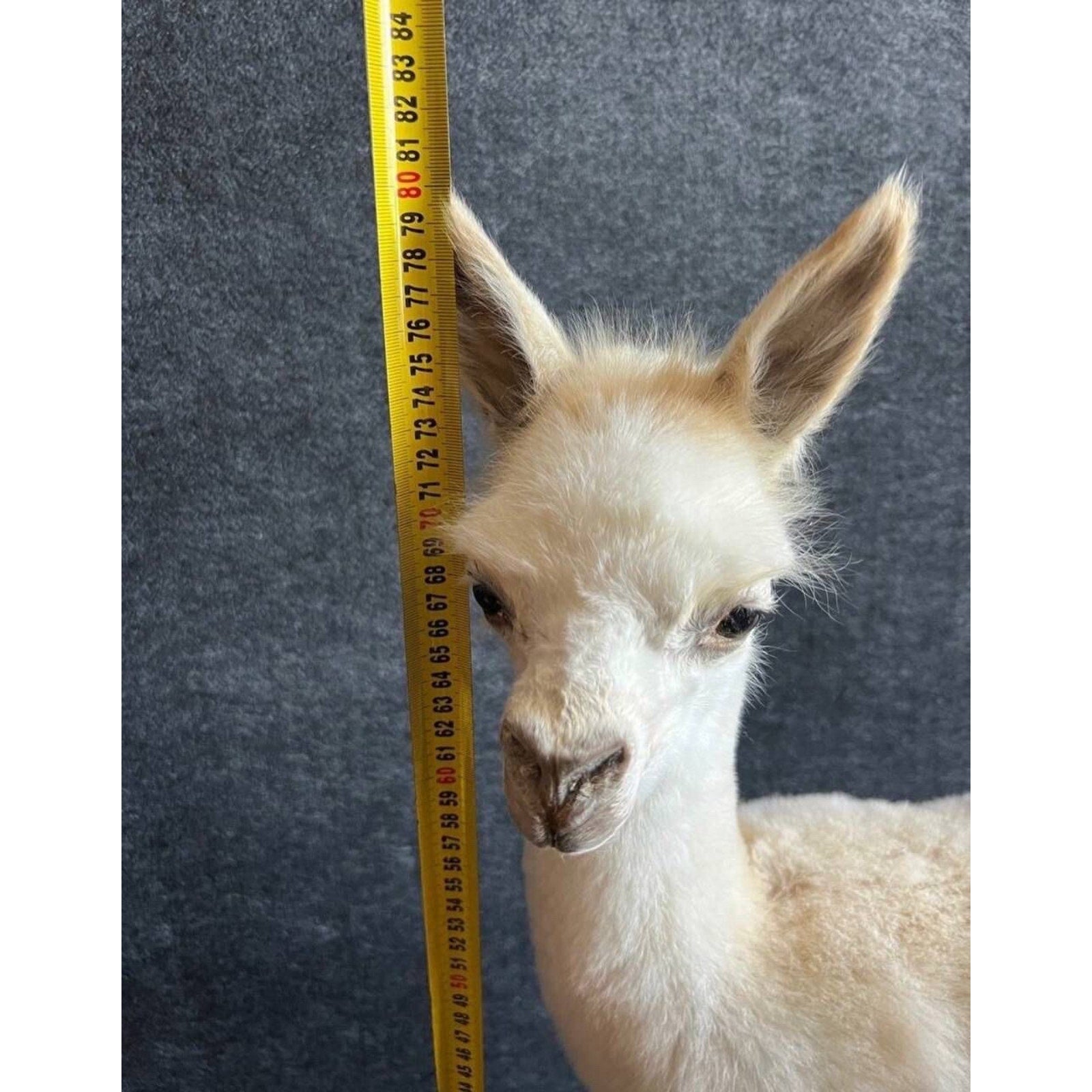 FHCM5 - Museum Quality Baby Llama Taxidermy Full Body Mount Lifesize