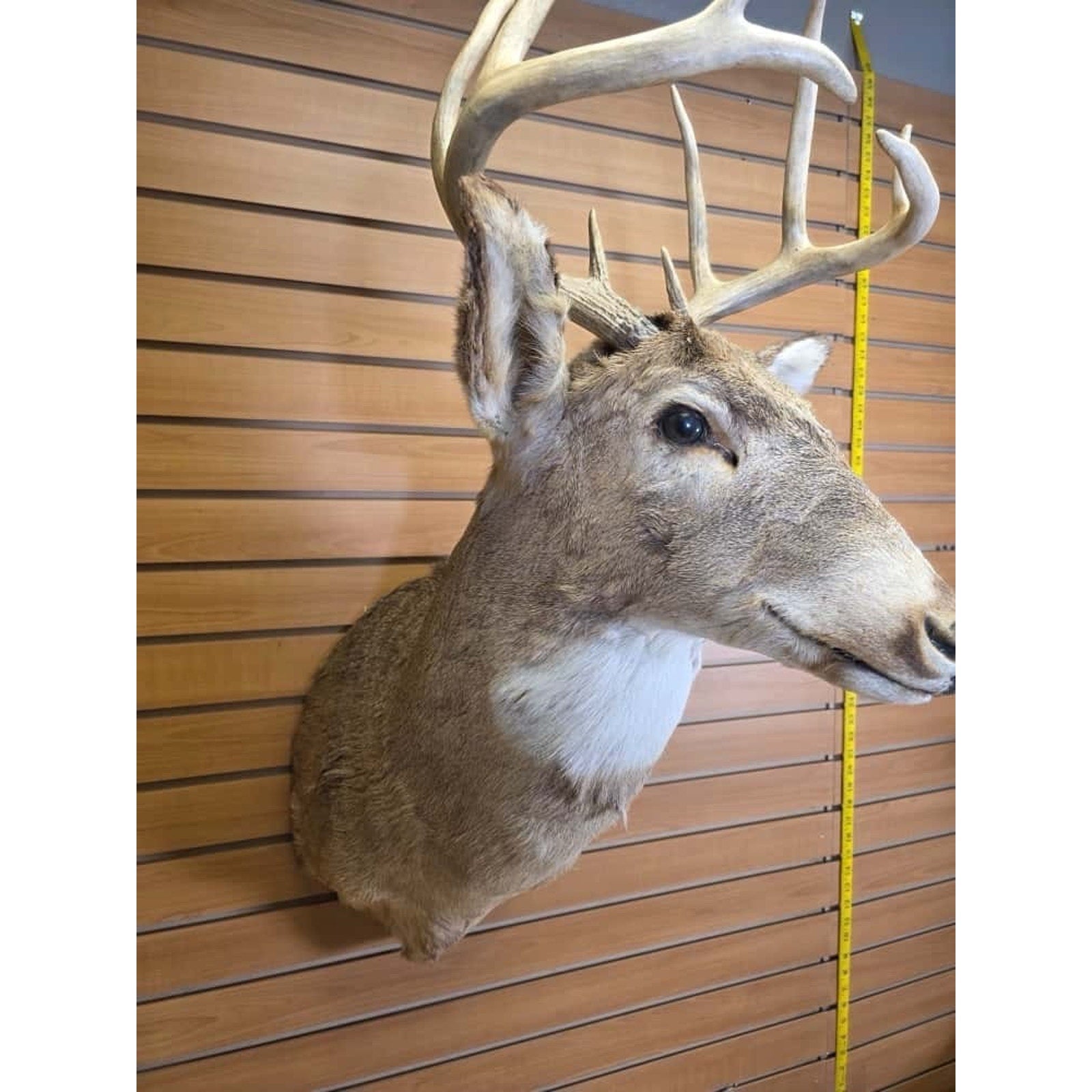 FHMN12- Whitetail Deer Real Antler Deer Taxidermy Mount
