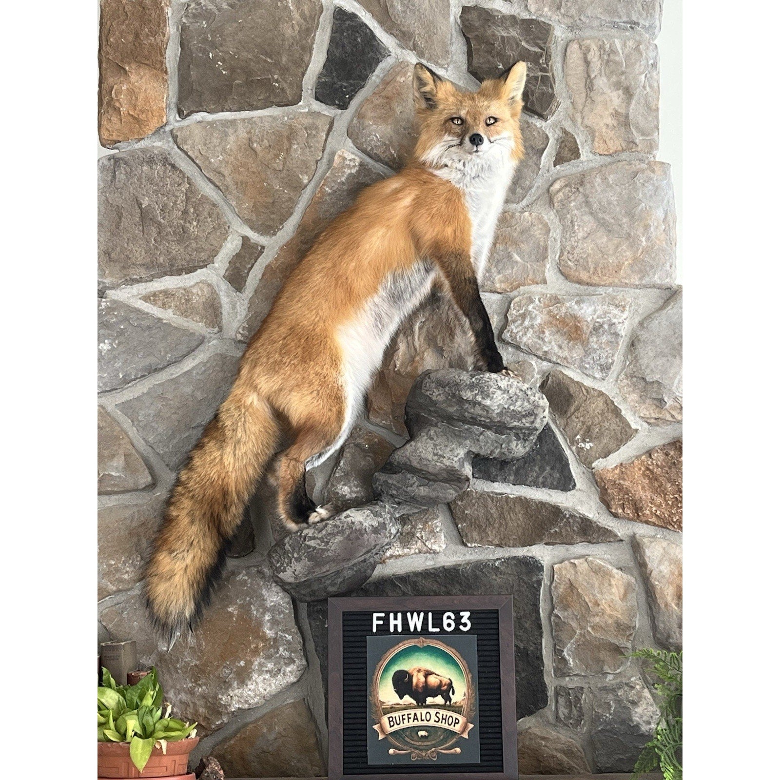 FHWL63 - Red Fox Taxidermy Full Body Mount