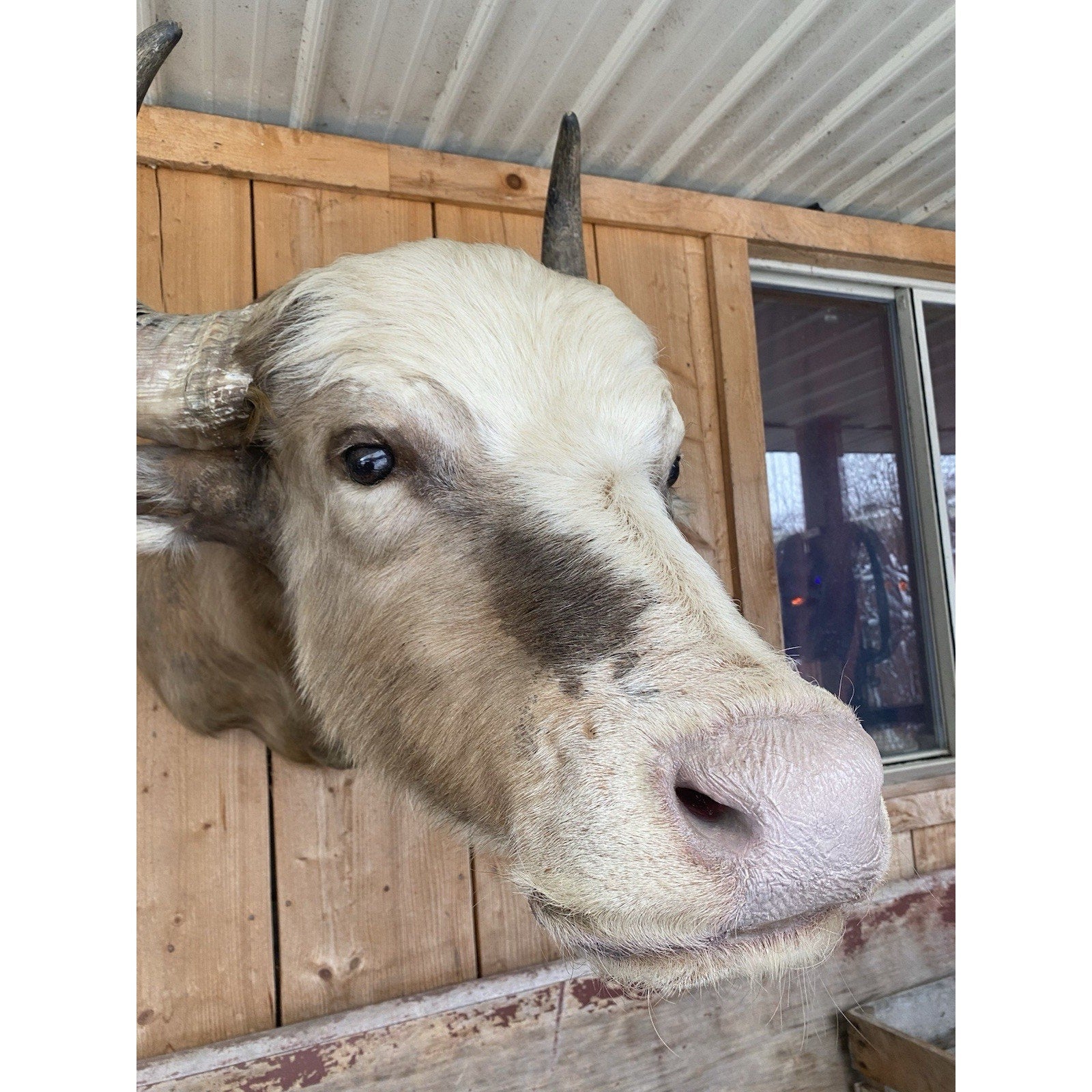 FHDAR42- Rare Sacred White-faced African Buffalo Taxidermy Shoulder mount