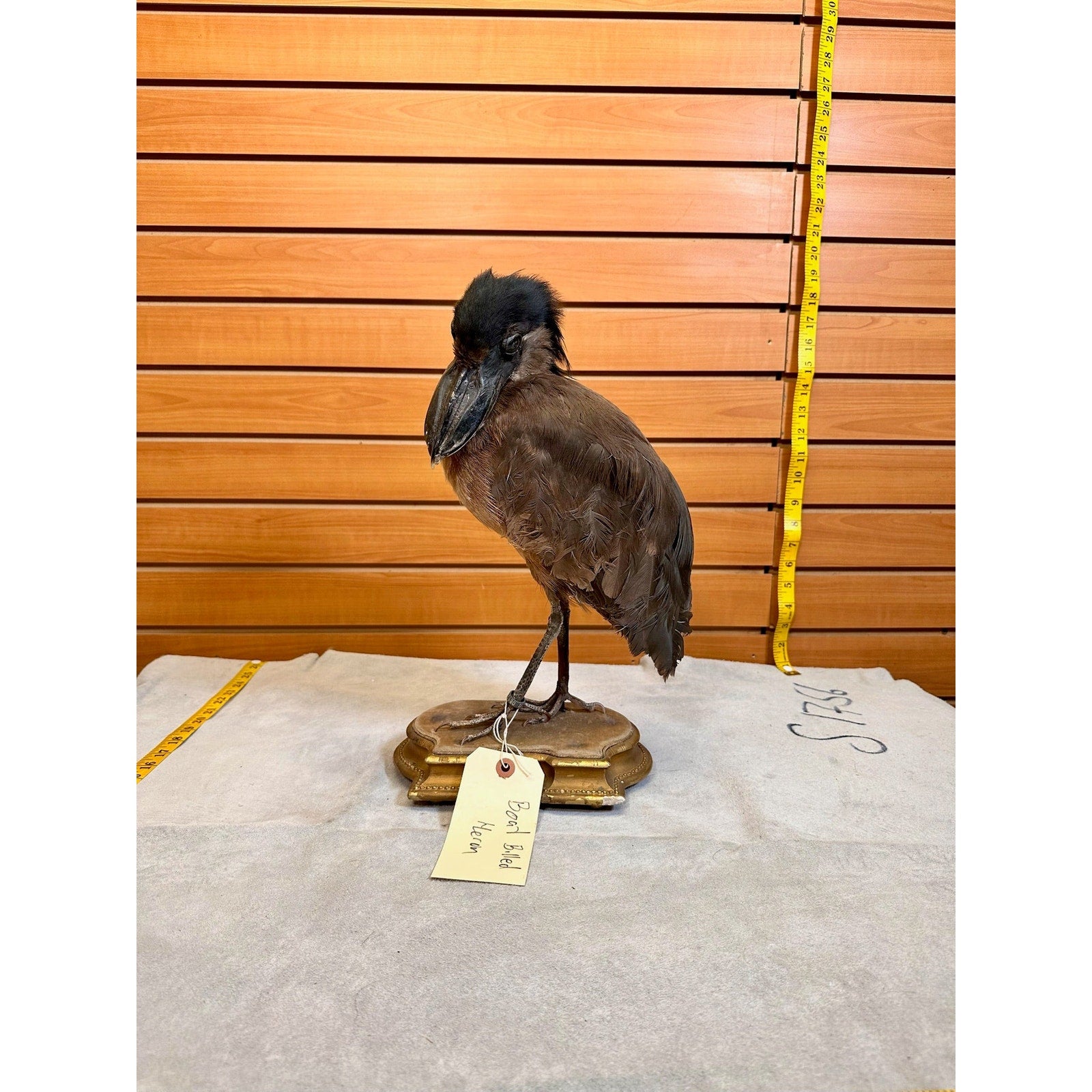 FHSF9-Boat billed Heron bird taxidermy