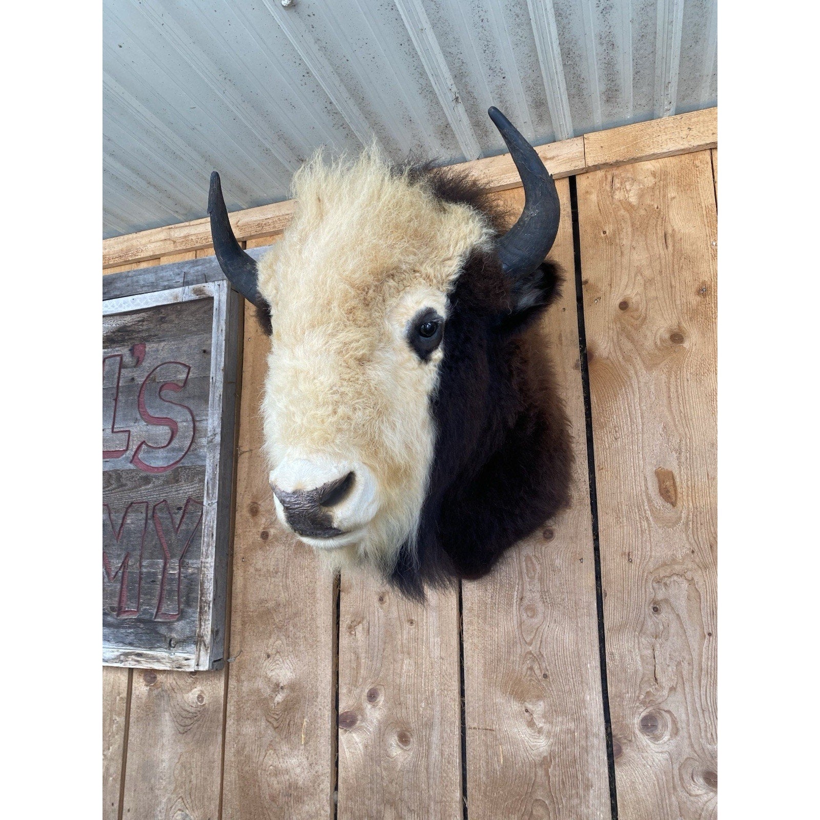 FHDAR40- Rare Sacred White-faced Buffalo Bison Taxidermy Shoulder mount