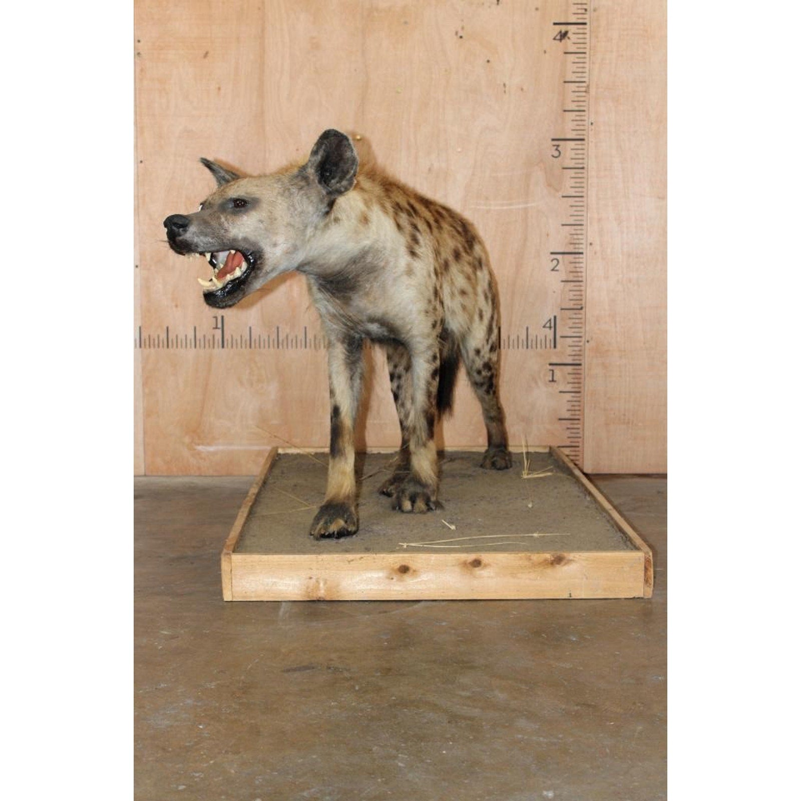 FHBRENT2 - XL Life-sized SPOTTED HYENA on a Wood Base
