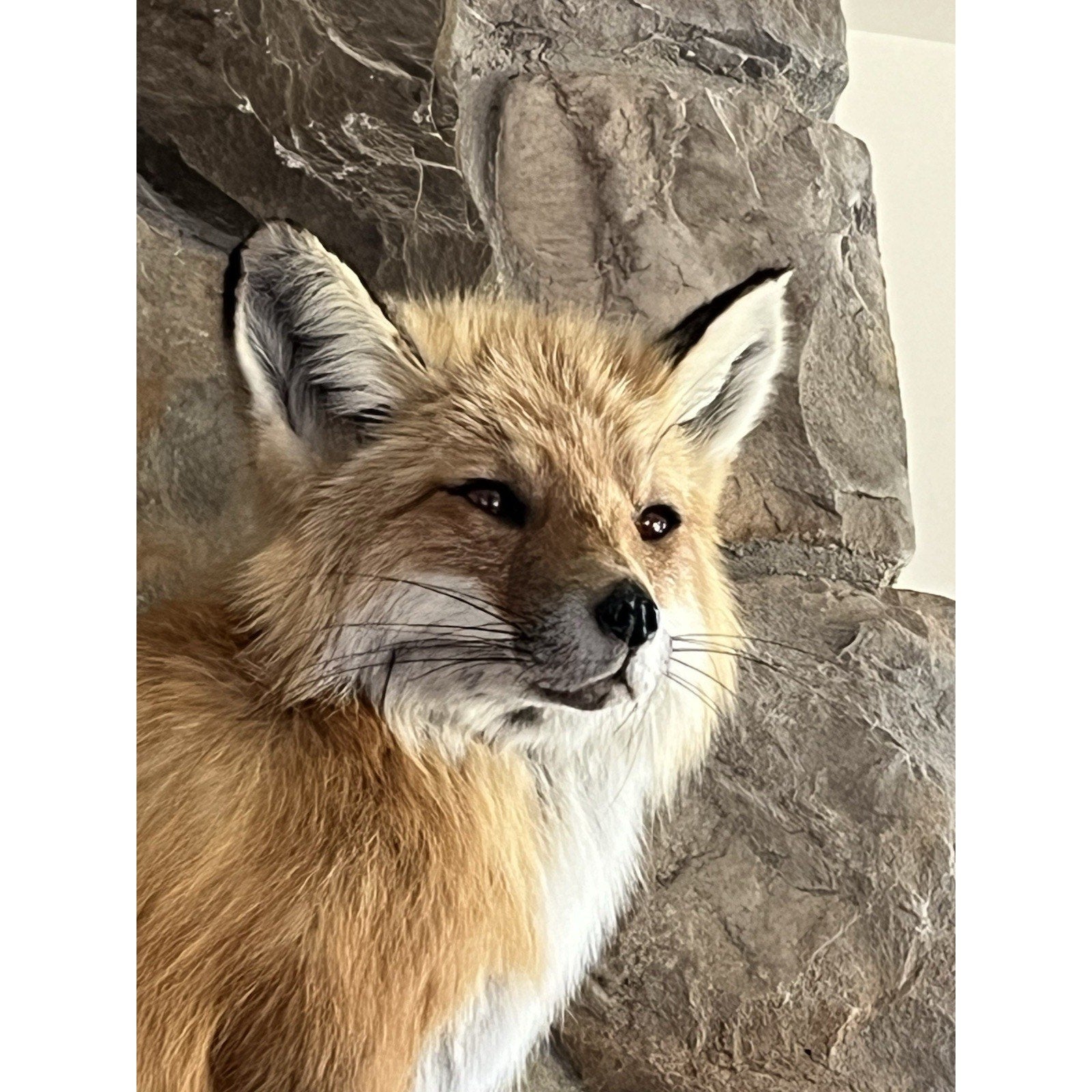 FHWA0914 - Red Fox Taxidermy Full Body Mount