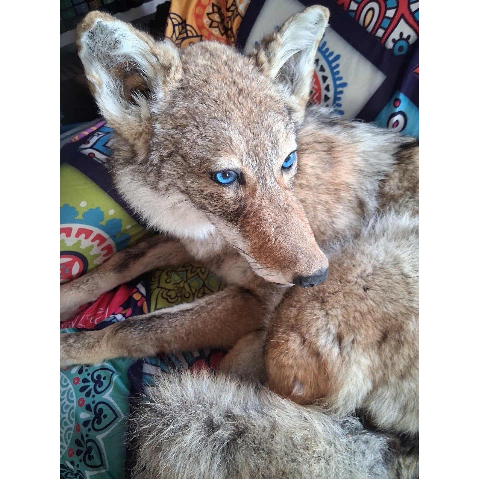 FHKIM272 - Coyote Taxidermy Full Body Mount