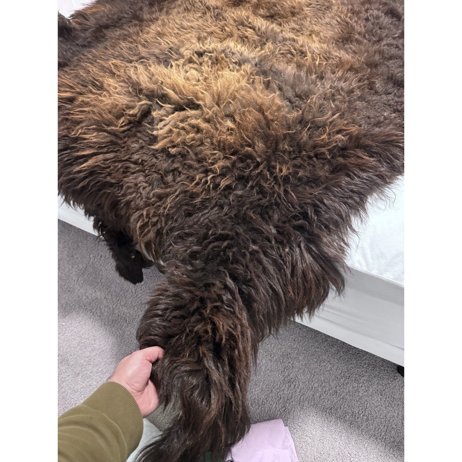 FHGUL1 - Premium Massive XXL bison Hide Rug Taxidermy Fur