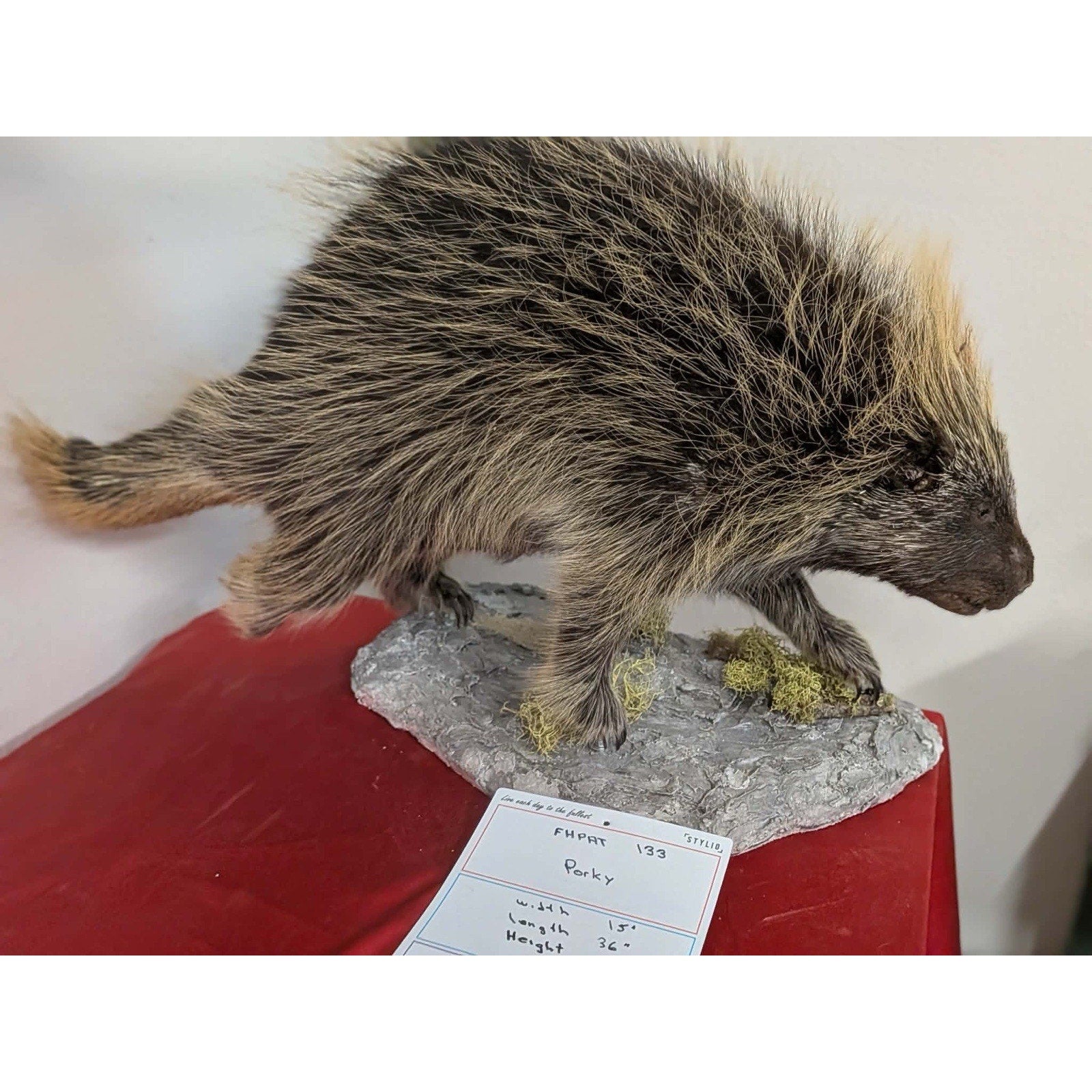 FHPAT133- Beautiful Montana Prime Winter Porcupine Full Taxidermy Mount