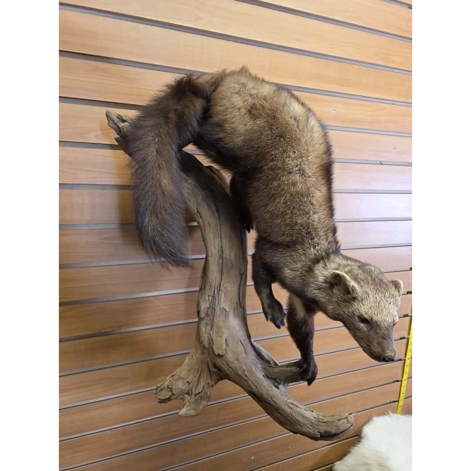FHMN24 -Long Fur Fisher Taxidermy Mount