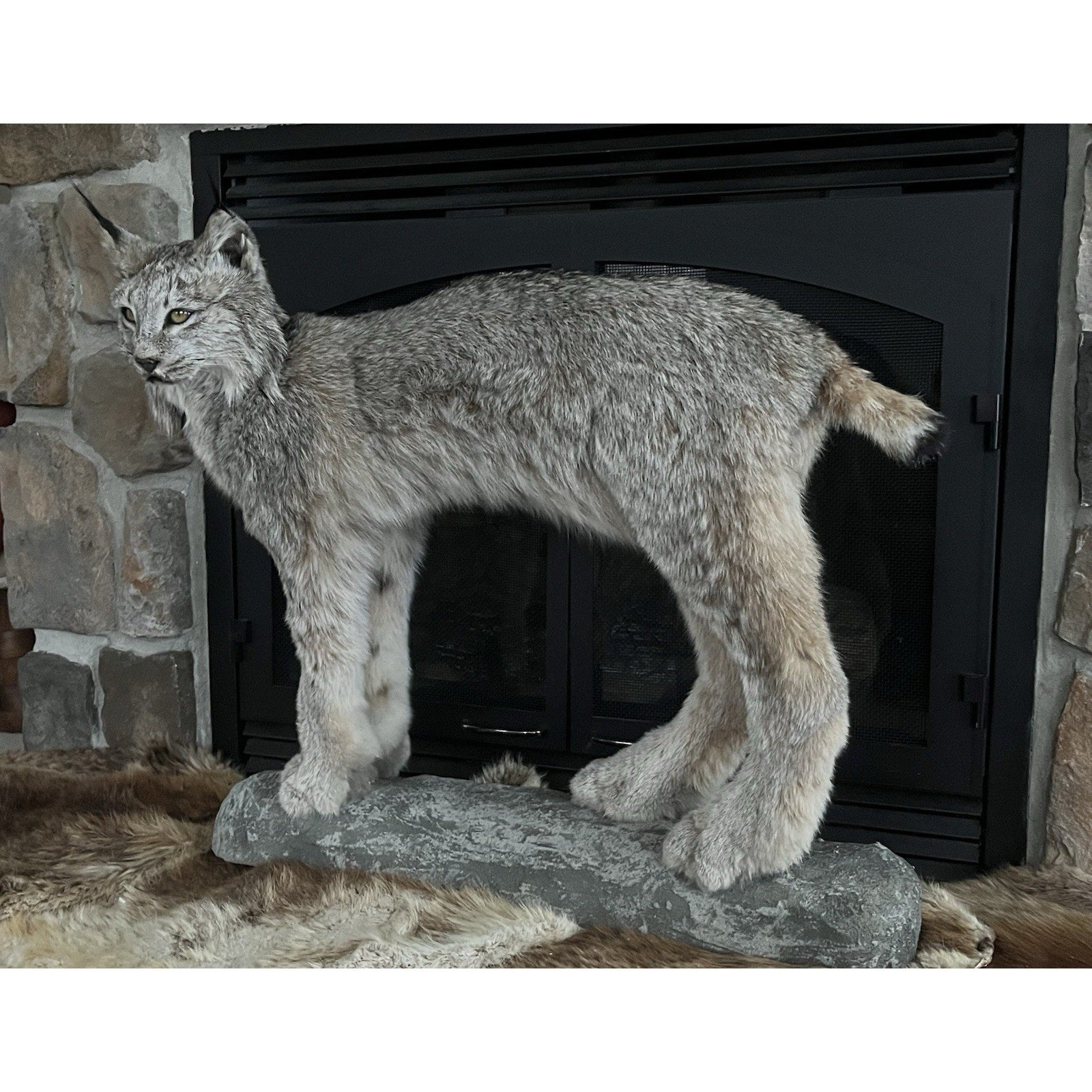 FHWL27 - Alaskan Lynx Taxidermy Full Body Mount Prime Fur