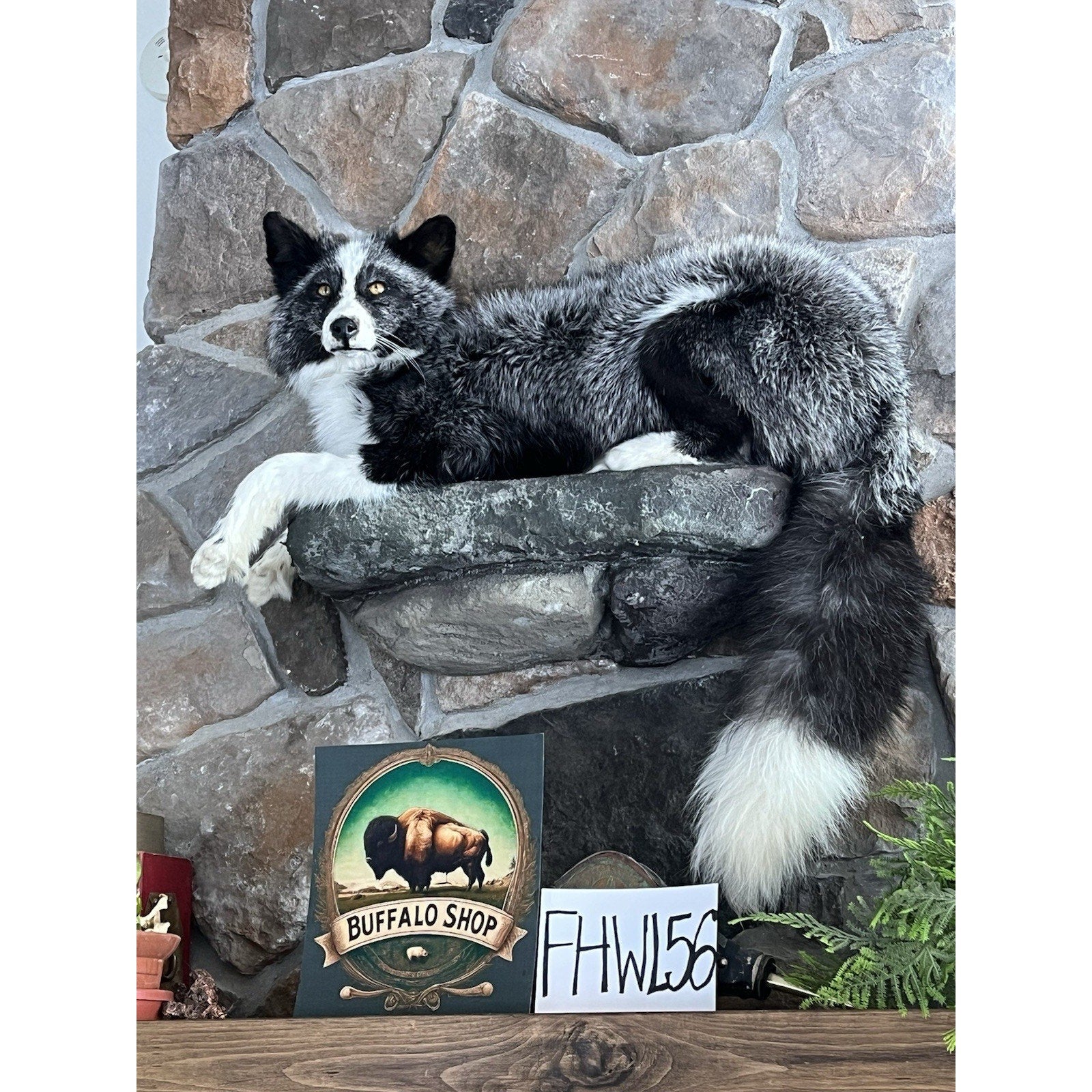 FHWL56 - Beautiful Black & White Fox Taxidermy Full Body Mount