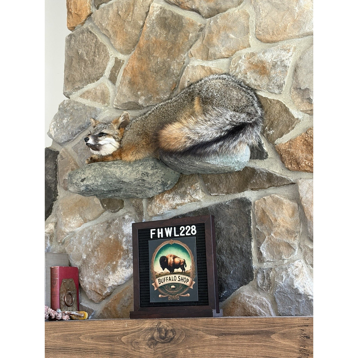 FHWL228 - Grey Fox Taxidermy Full Body Mount Cabin Camp Man Cave