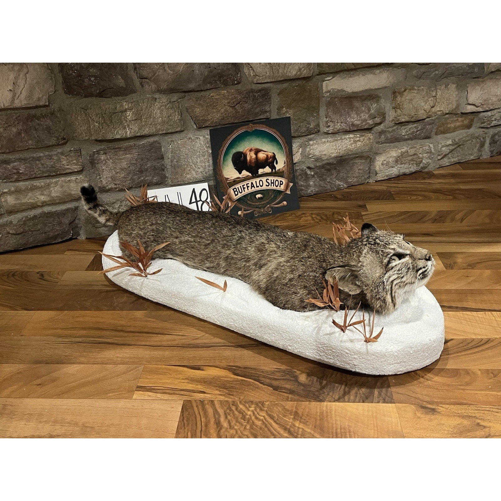 FHWL48 - Bobcat Taxidermy Full Body Mount In Snow.