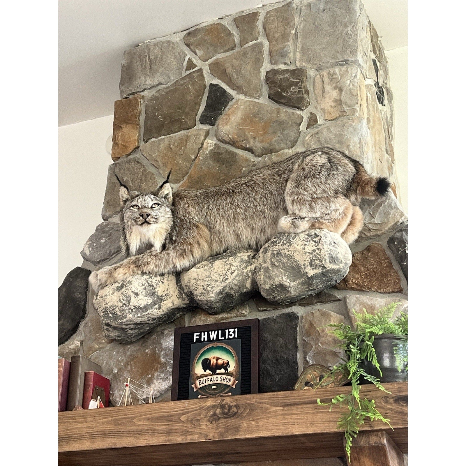 FHWL131 - Alaskan Lynx Taxidermy Full Body Mount Prime Fur