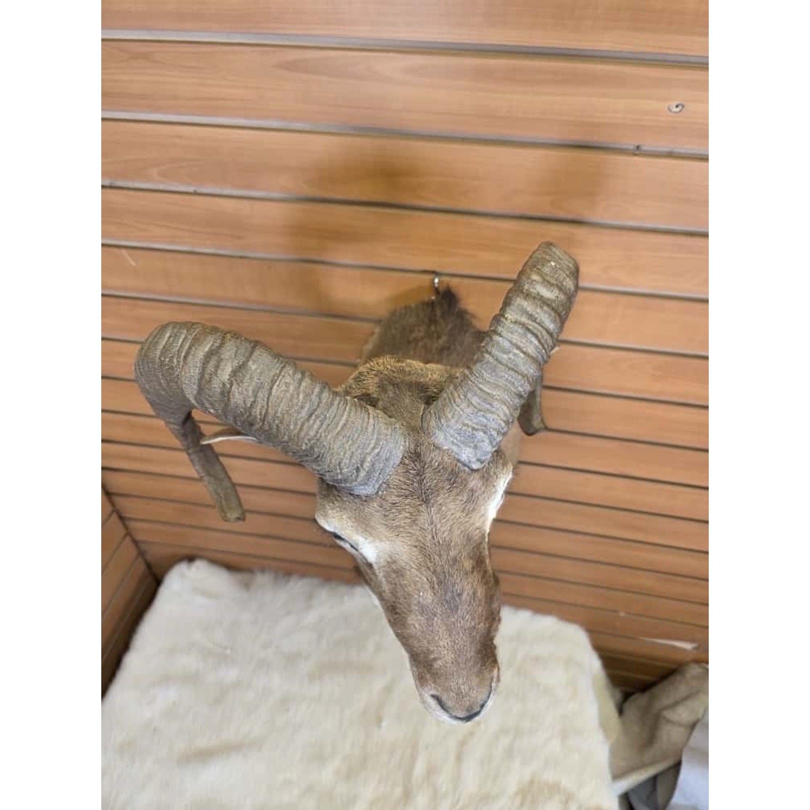 FHMN2 - Mouflon Ram taxidermy shoulder mount