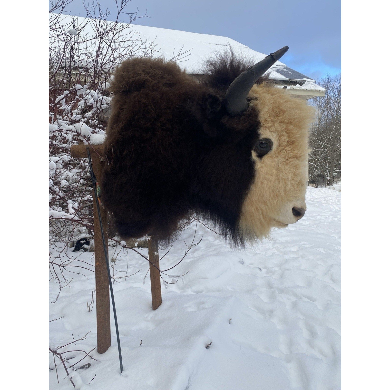 FHDAR40- Rare Sacred White-faced Buffalo Bison Taxidermy Shoulder mount