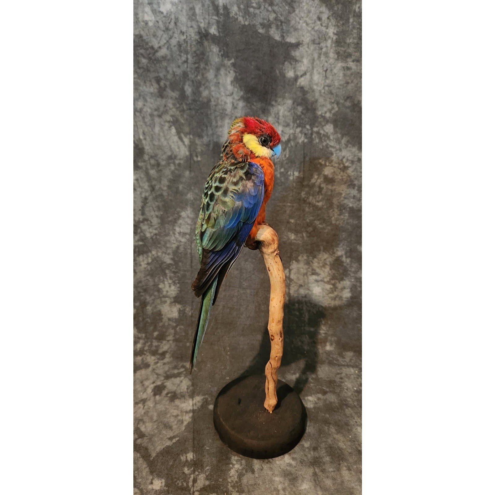 FHJR1 - Rosella parakeet Real Taxidermy Bird Mount