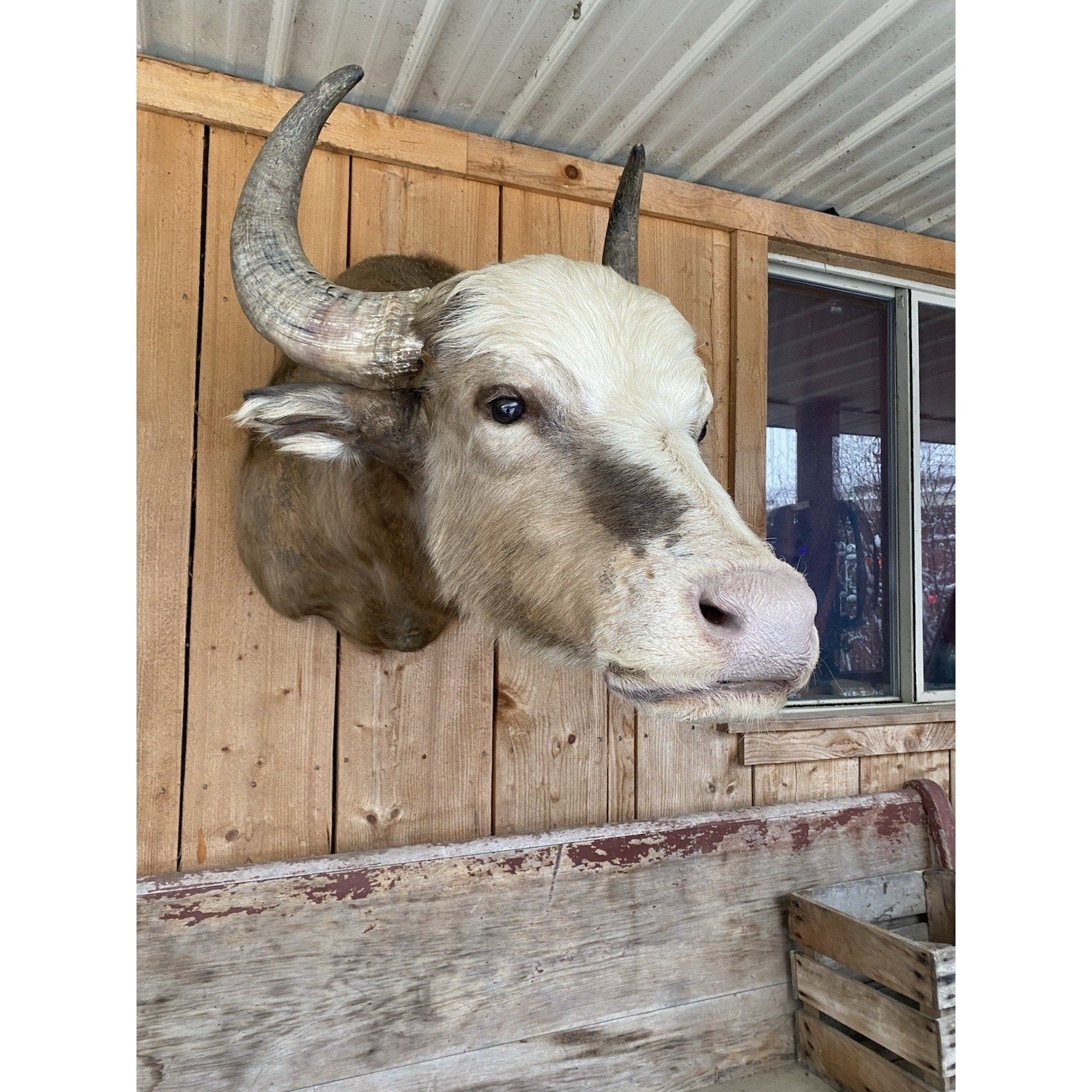 FHDAR42- Rare Sacred White-faced African Buffalo Taxidermy Shoulder mount